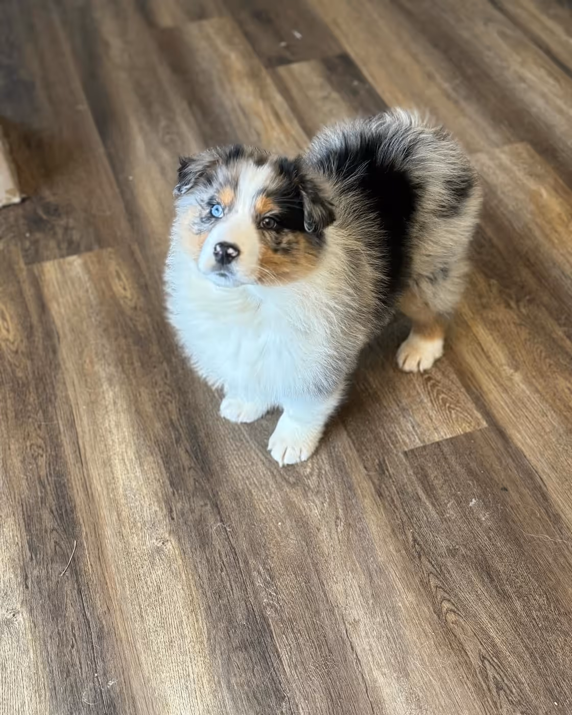 Australian Shepherd puppy during early enrichment and development