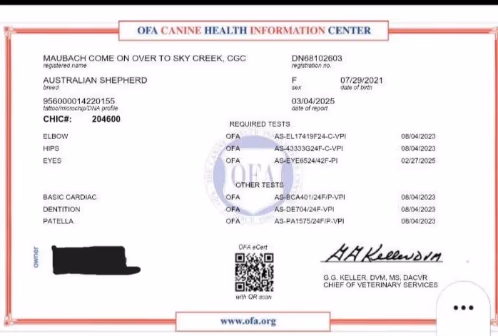 Ali — CHIC Certificate