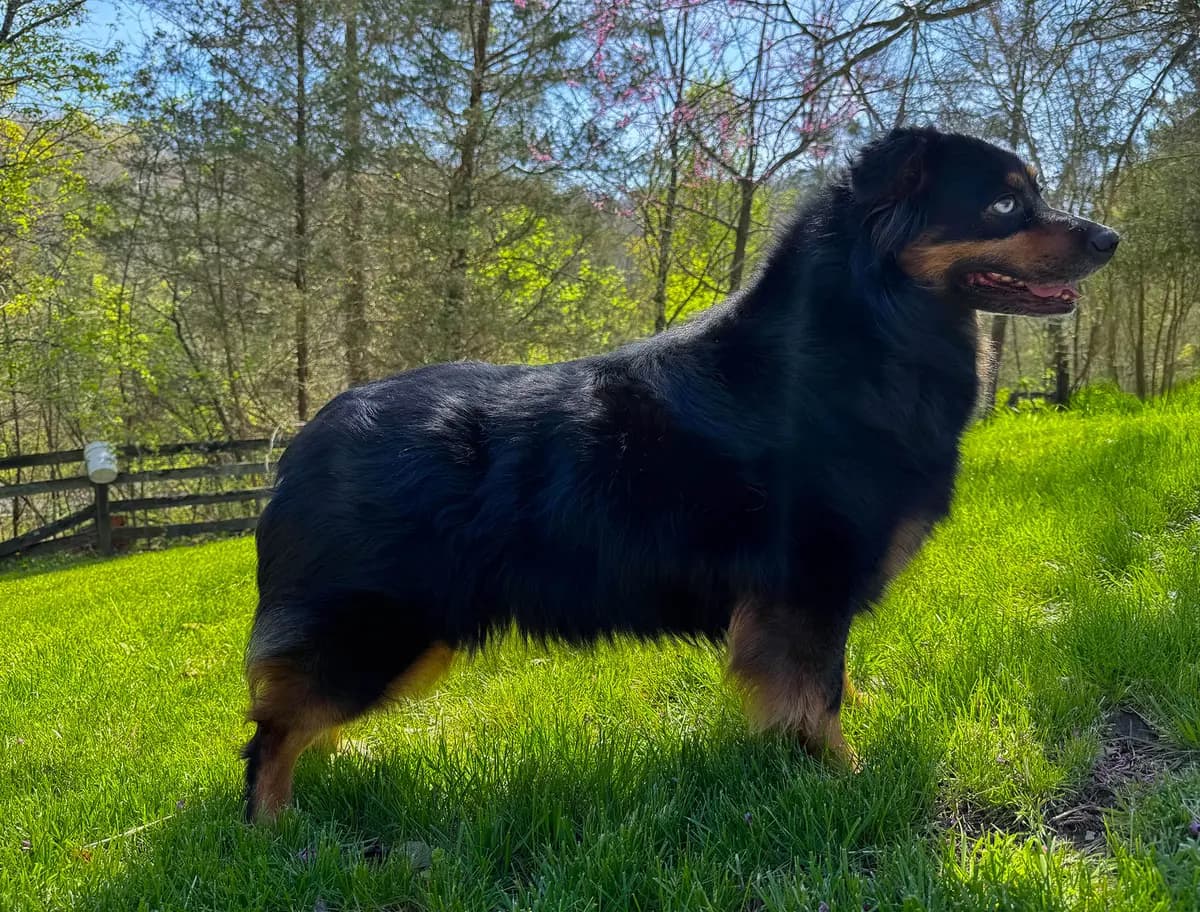 Ali, one of our foundation Australian Shepherds — AKC-registered, fully health-tested, and bred to the breed standard