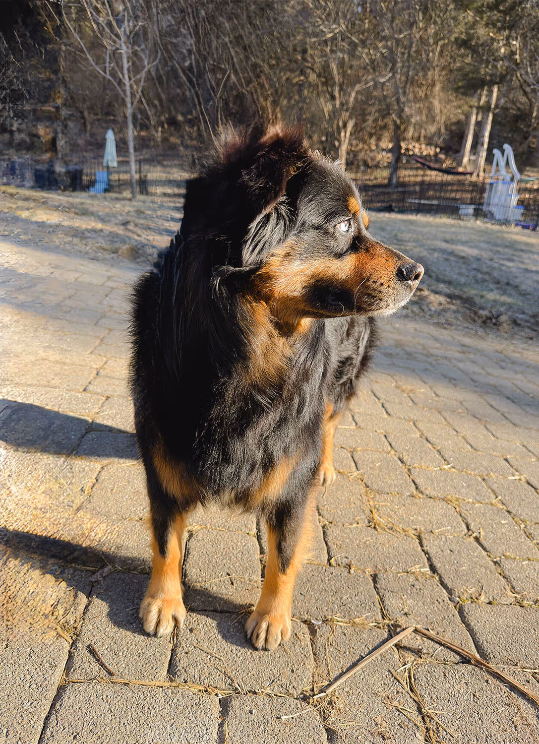 Why We Skipped Ali's Heat Cycle — and What Responsible Breeders Know About Spacing Litters