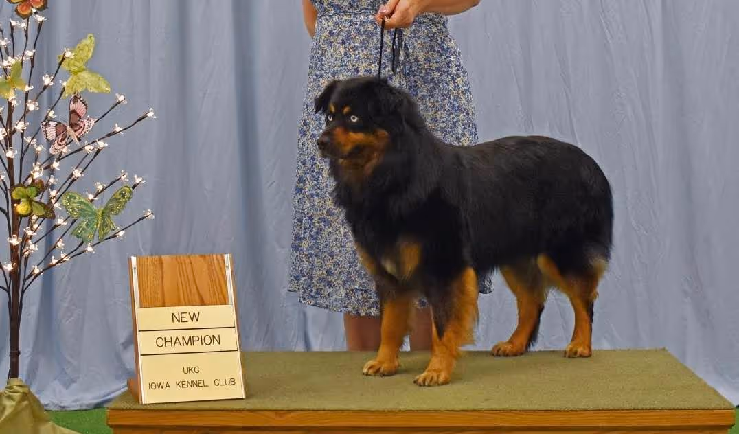 Ali looking healthy and in full coat. How quickly a female rebuilds her condition after a litter — coat, weight, and muscle — is individual to her, and we won't breed the next cycle until she's fully back to herself.