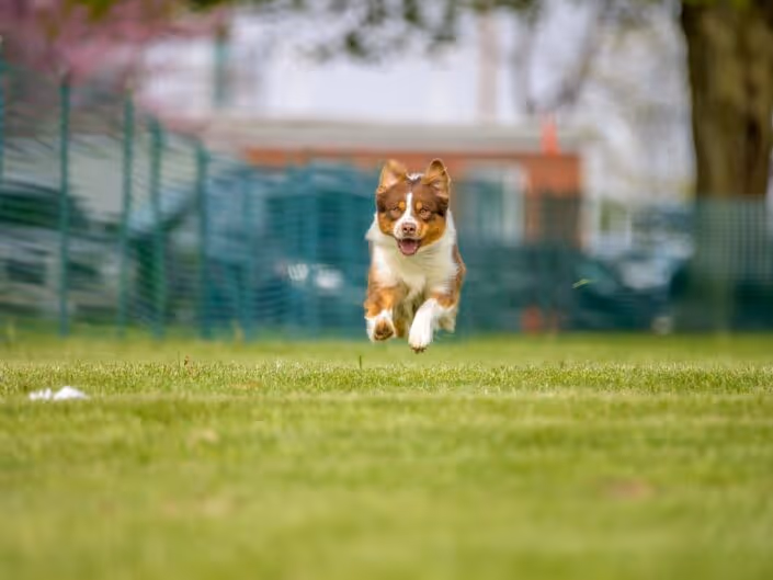 An Australian Shepherd built for the breed's working purpose