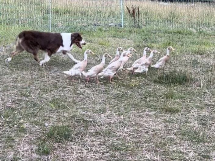 Aubrey working ducks at the farm — the Australian Shepherd was developed to do real herding work, not to be bred small for a marketing label