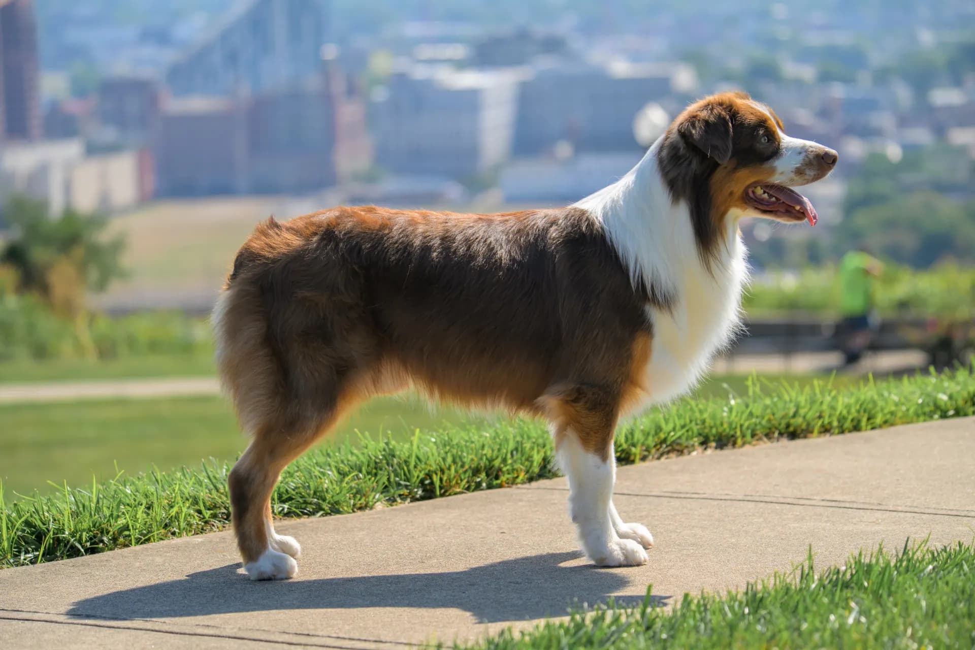 Aubrey (Miley's Radiant Raspberry of SS FCAT CGCU CGCA TKA VAHMA) — sire of Queen City Farm's May Flowers (Aubrey × Lyra) Australian Shepherd litter