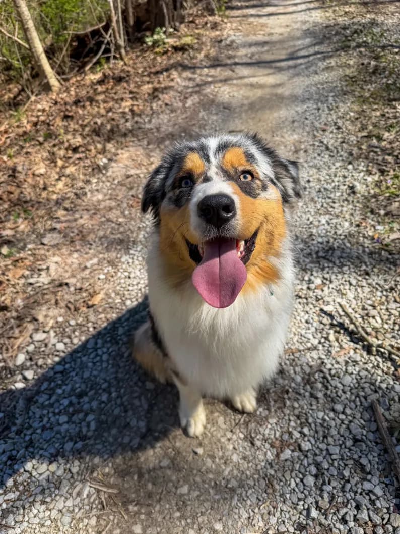 Banjo, an Australian Shepherd — the breed as it is actually recognized by the AKC, UKC, and ASCA