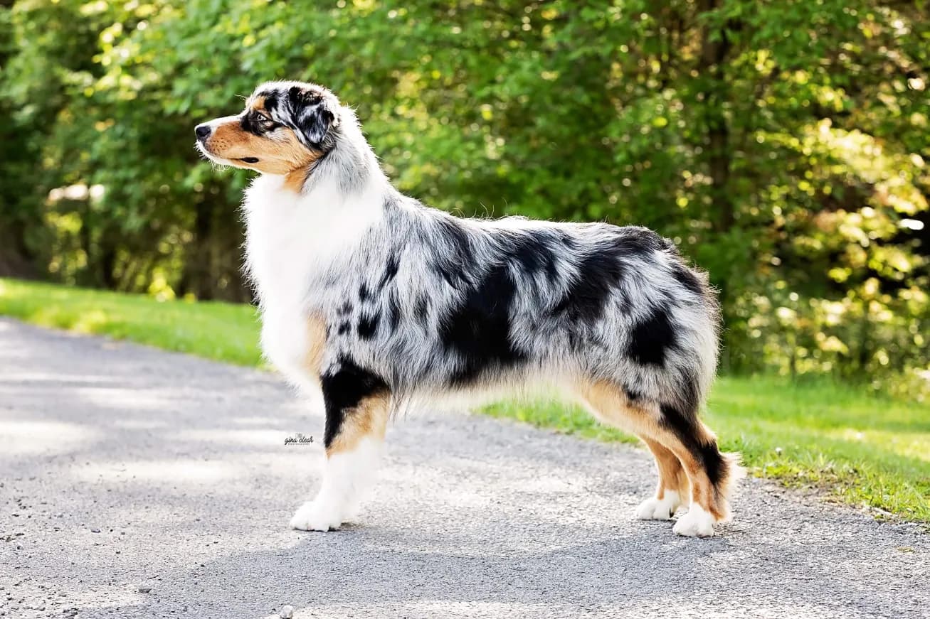 Are Australian Shepherds Good Farm Dogs?