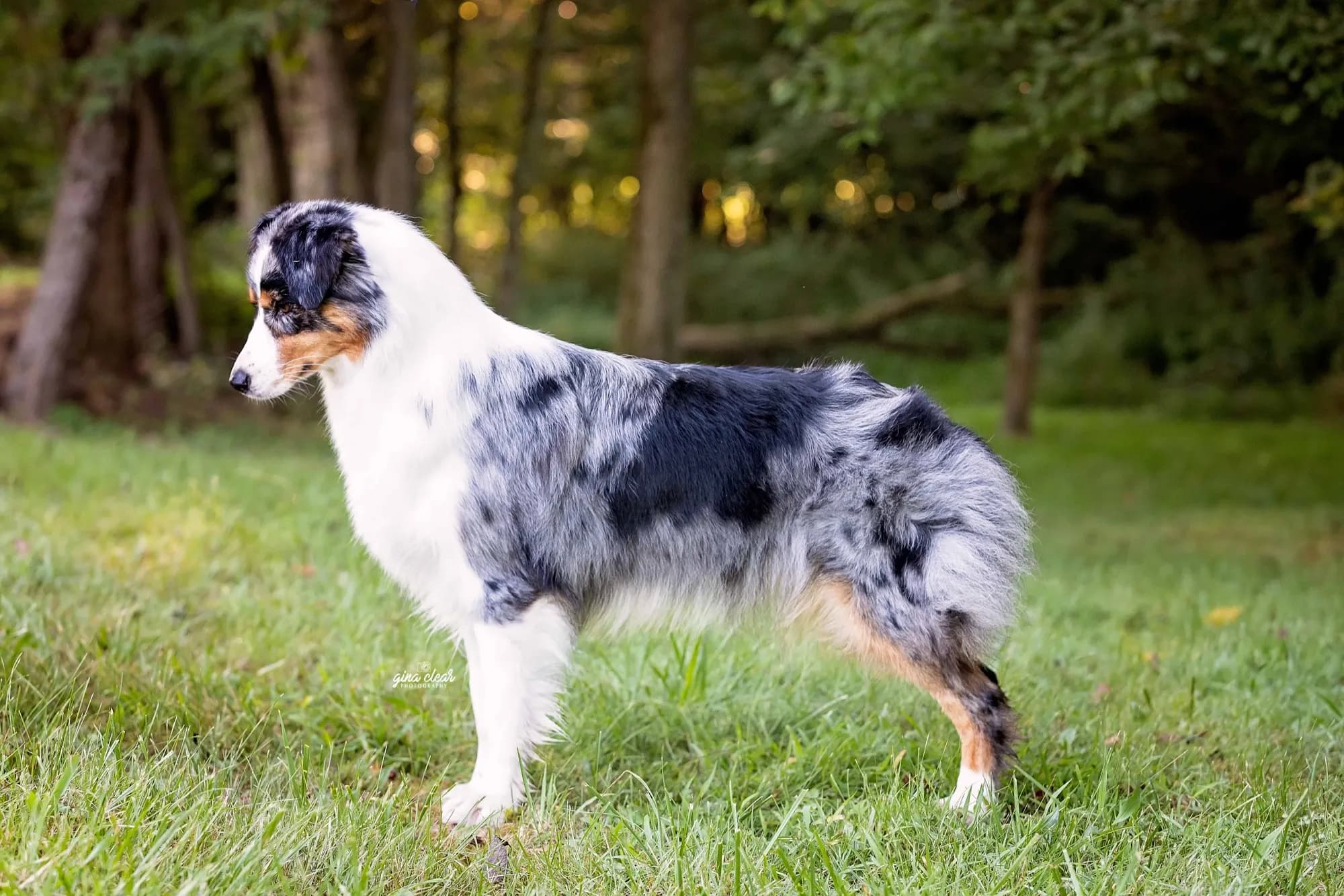 Australian Shepherd running through a field