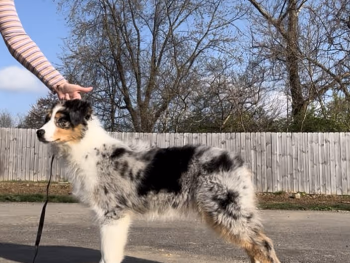 Mini Australian Shepherd vs. Miniature American Shepherd: Why 'Mini' and 'Toy' Aussies Aren't a Real Breed