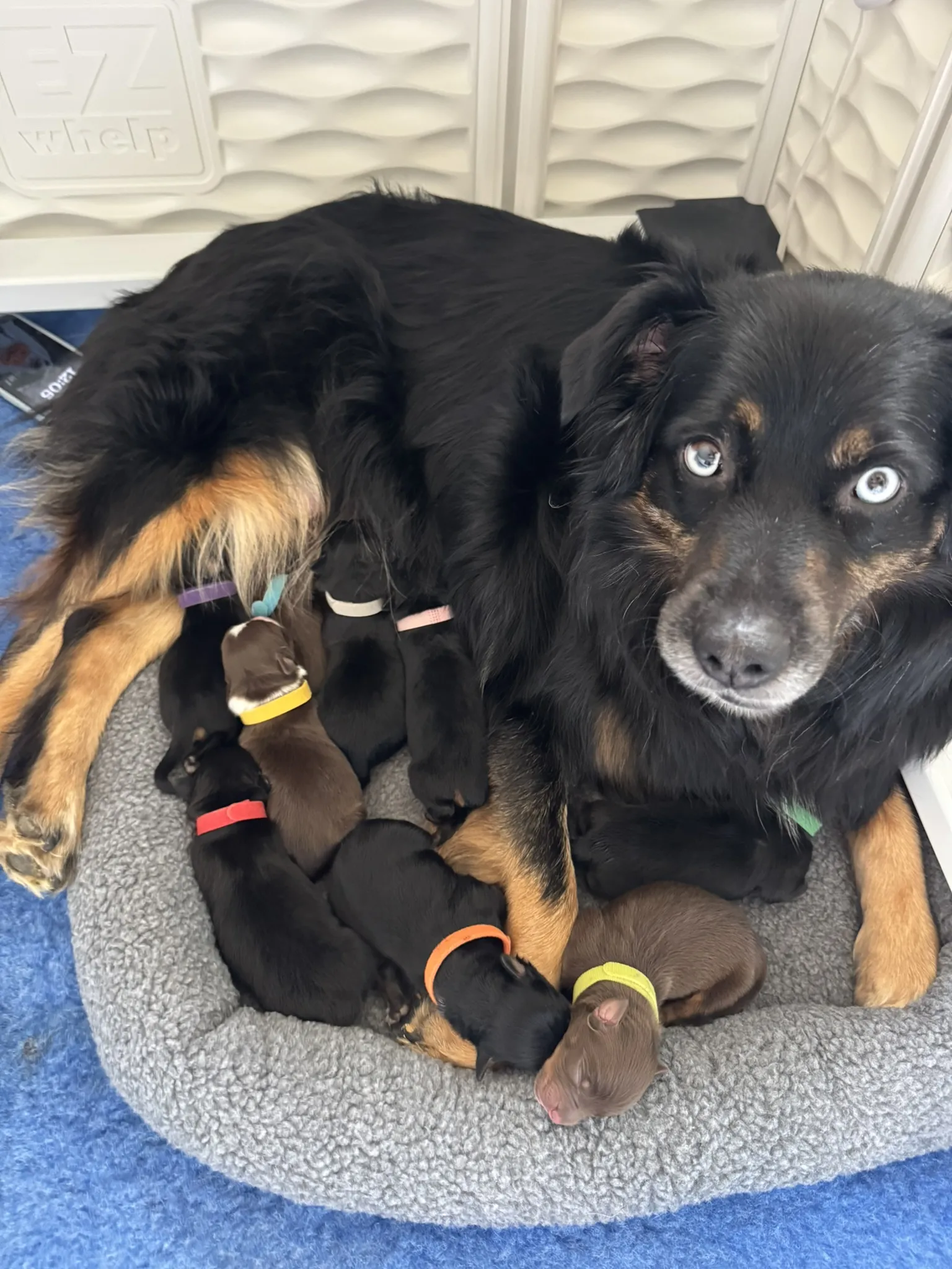 Australian Shepherd puppies with colored collars nestled against adult dog indoors