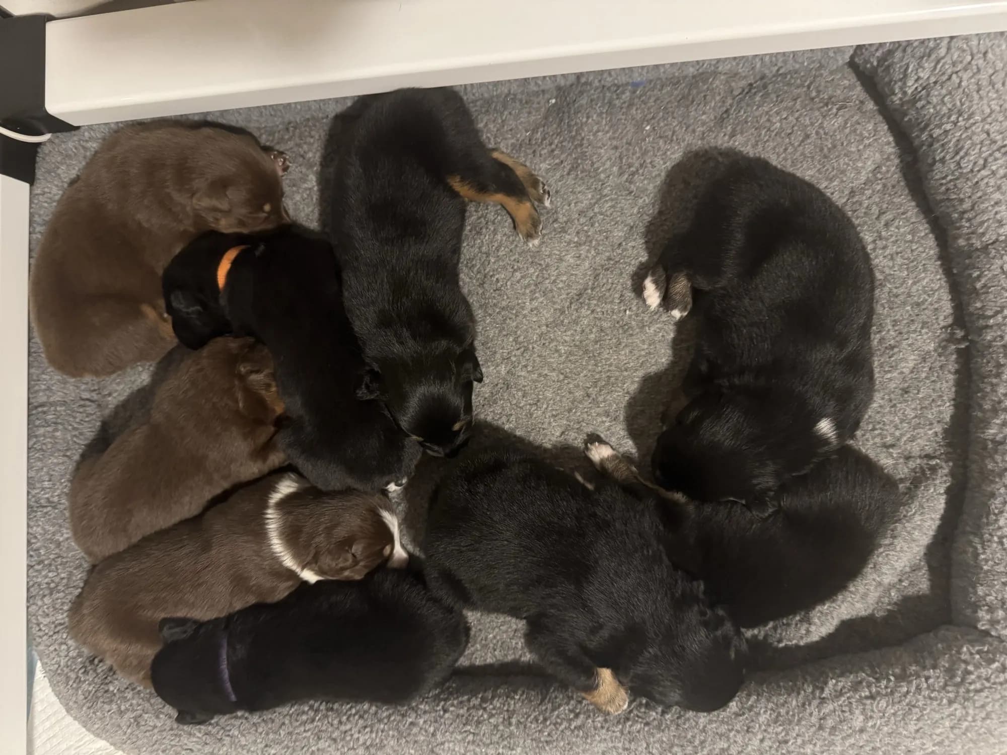 Four Australian Shepherd puppies playing together on gray carpet indoors