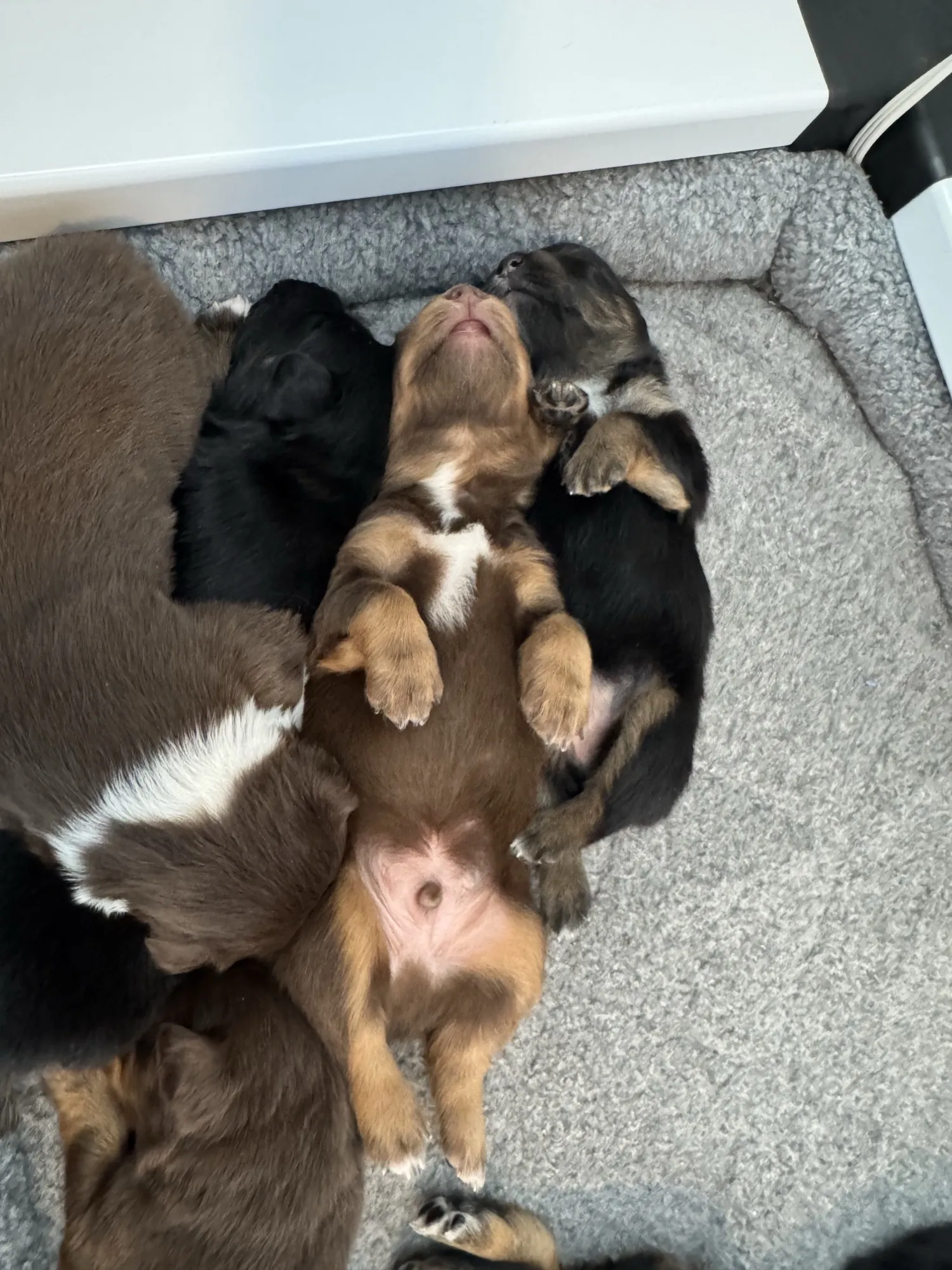 Four-week-old Queen City Farm Australian Shepherd puppies working through Puppy Culture enrichment
