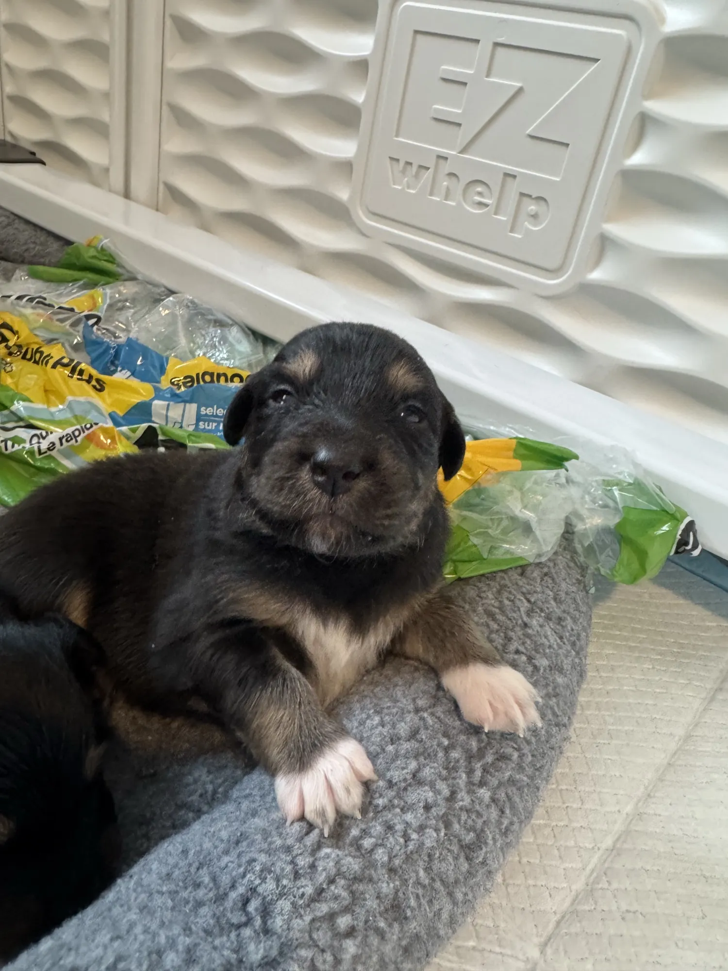Black and tan Australian Shepherd puppy resting on gray bedding in a whelping box with white sides