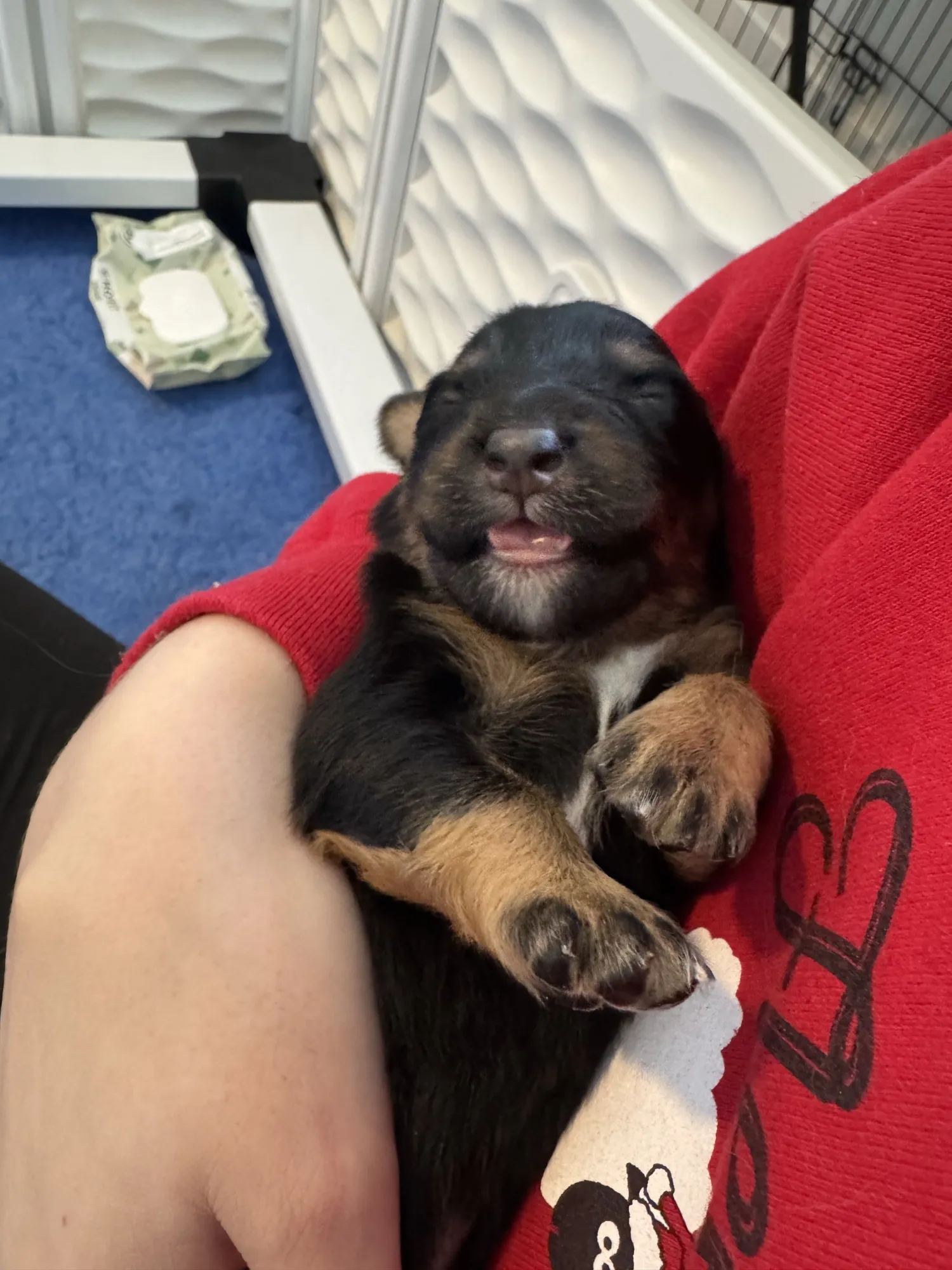 Black and tan Australian Shepherd puppy held in person's arms, smiling at camera indoors