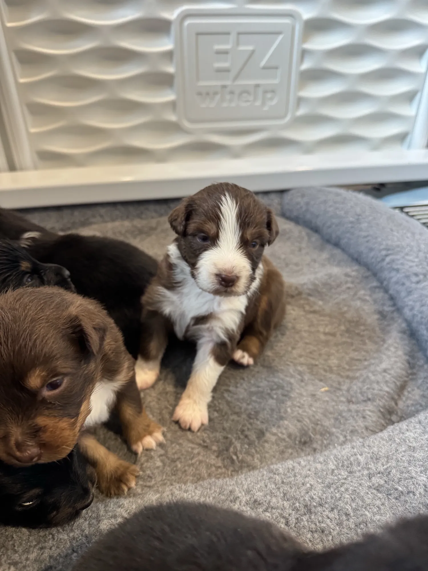 Australian Shepherd puppies resting on gray bedding in a whelping box at Queen City Farm