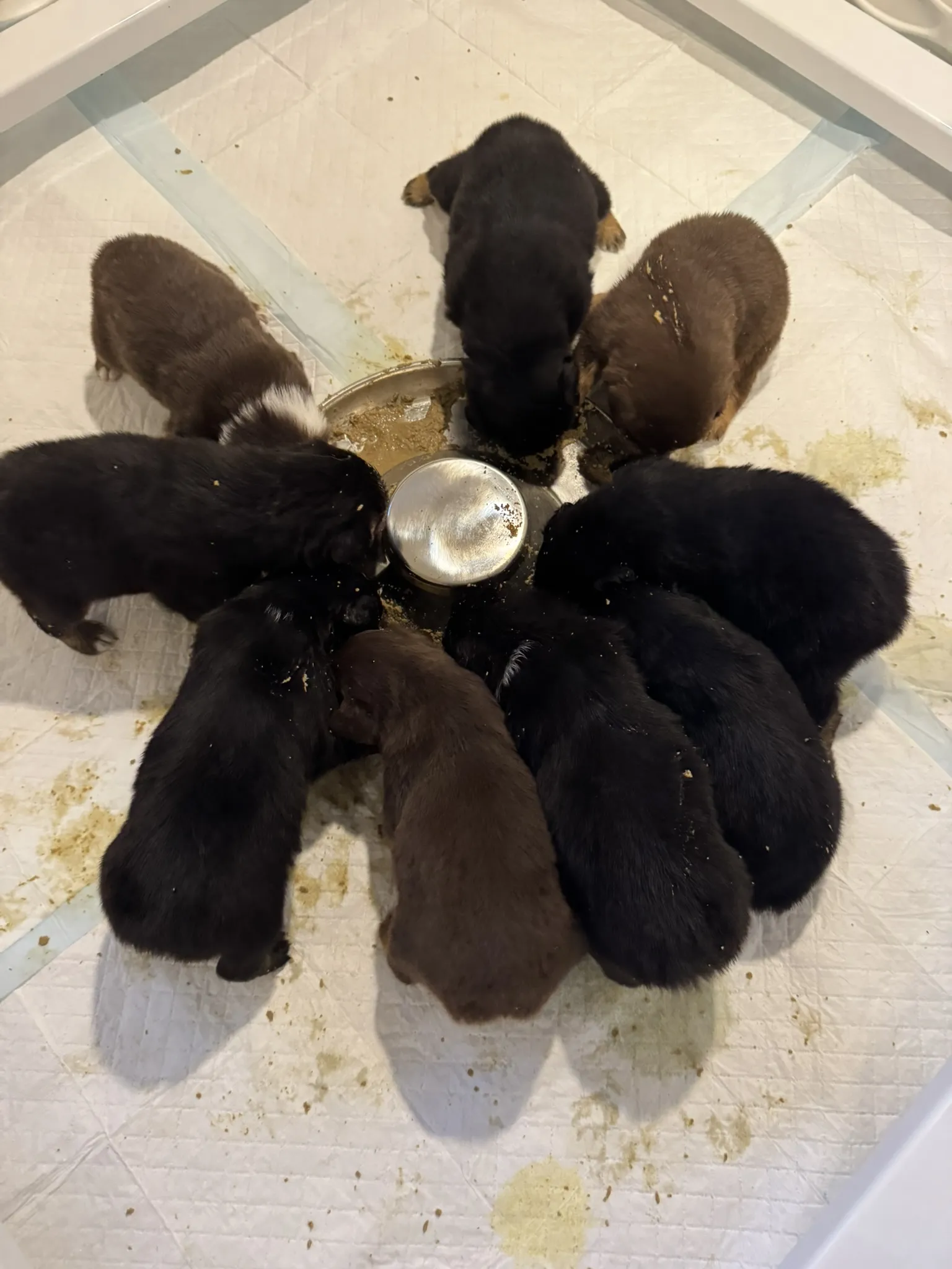 Australian Shepherd puppies gathered around food bowl, overhead view on white floor