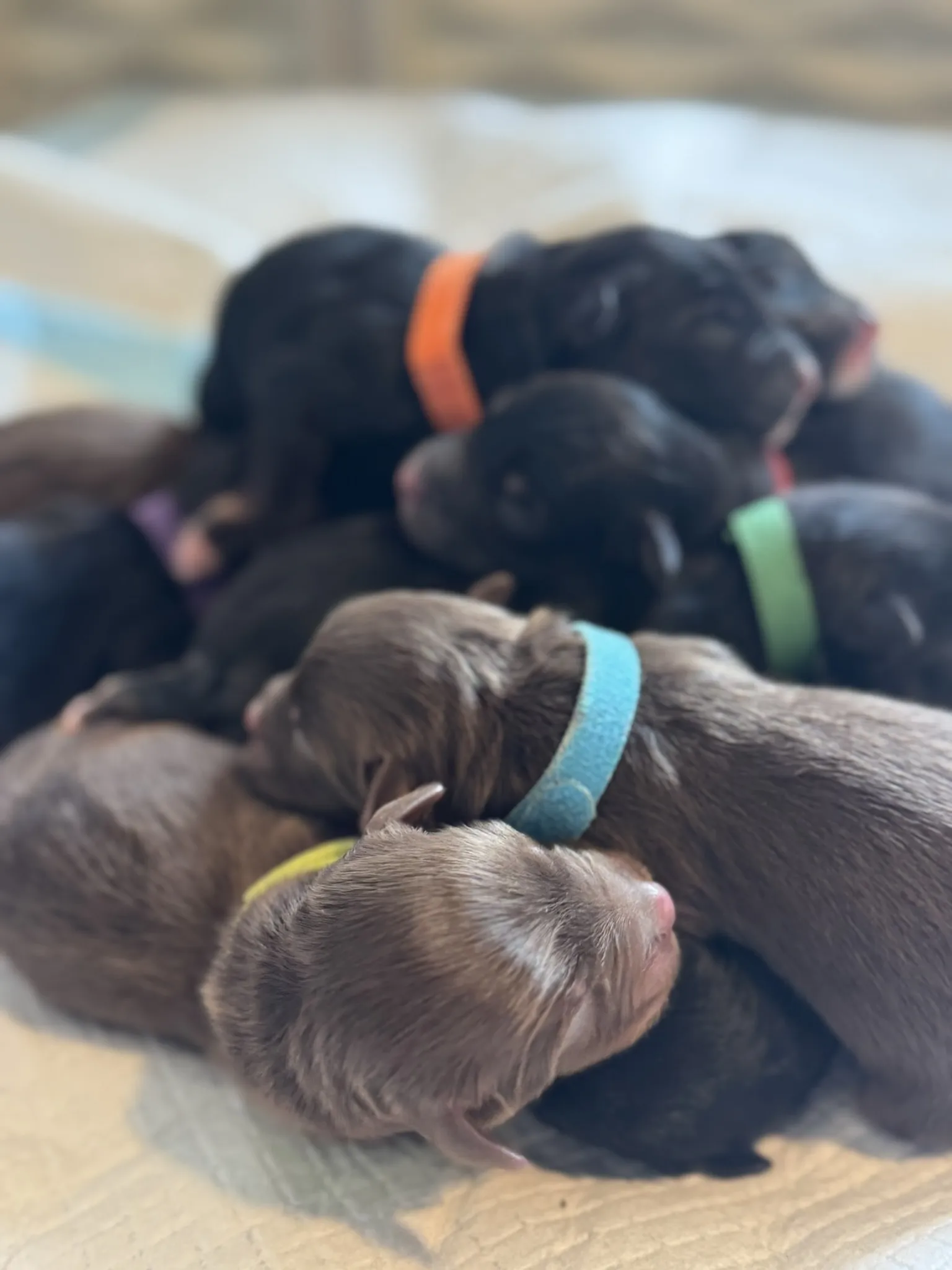 Australian Shepherd puppies wearing colored ID bands gathered on sandy ground at Queen City Farm