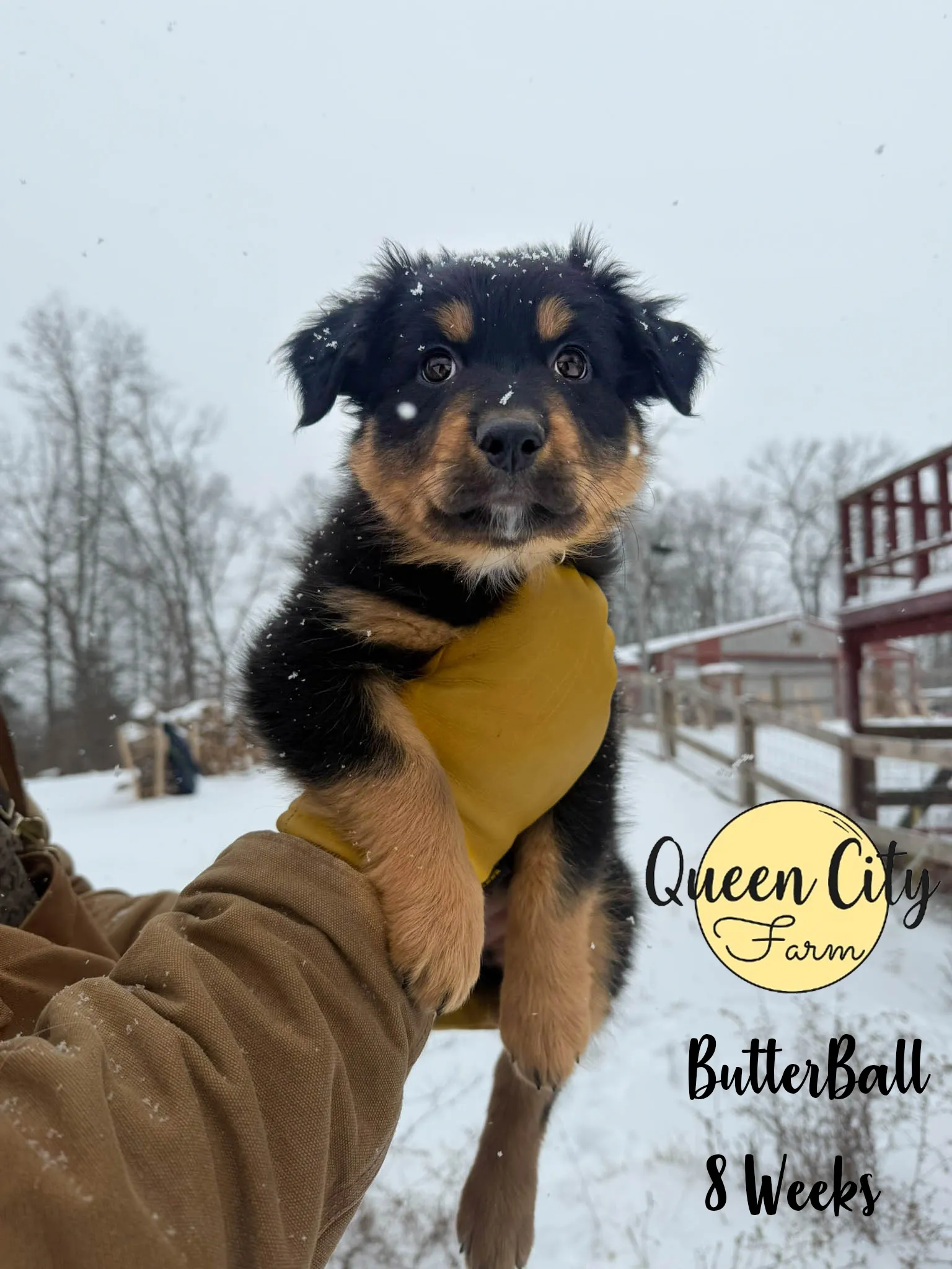 Butterball