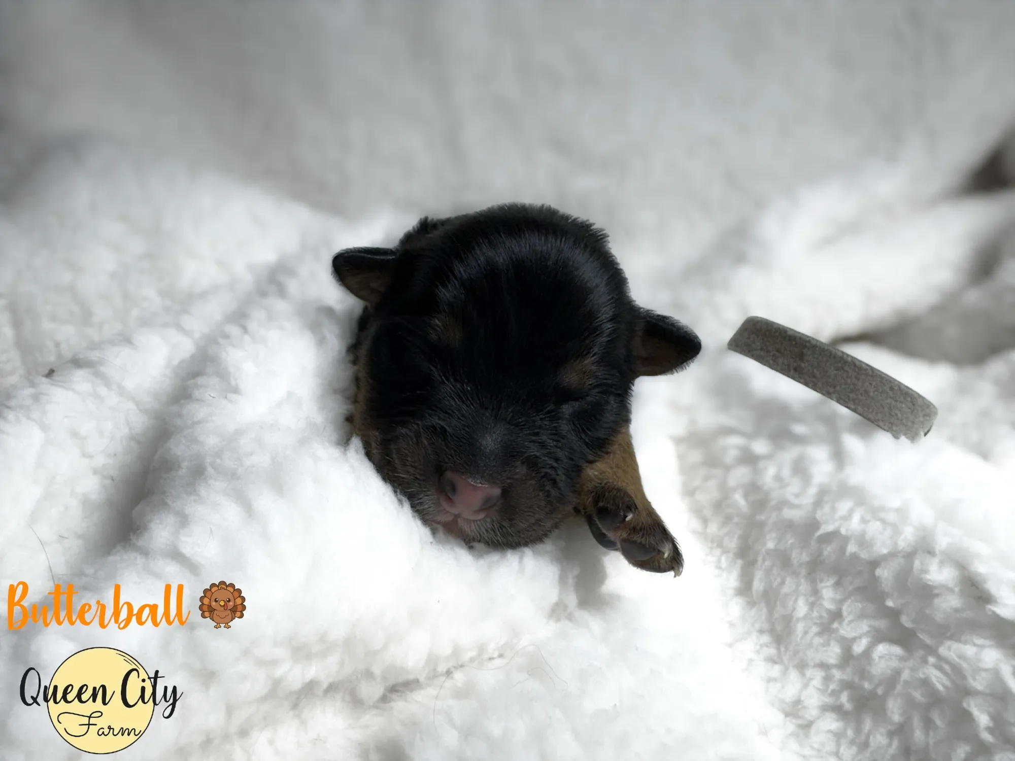 Butterball photo 1