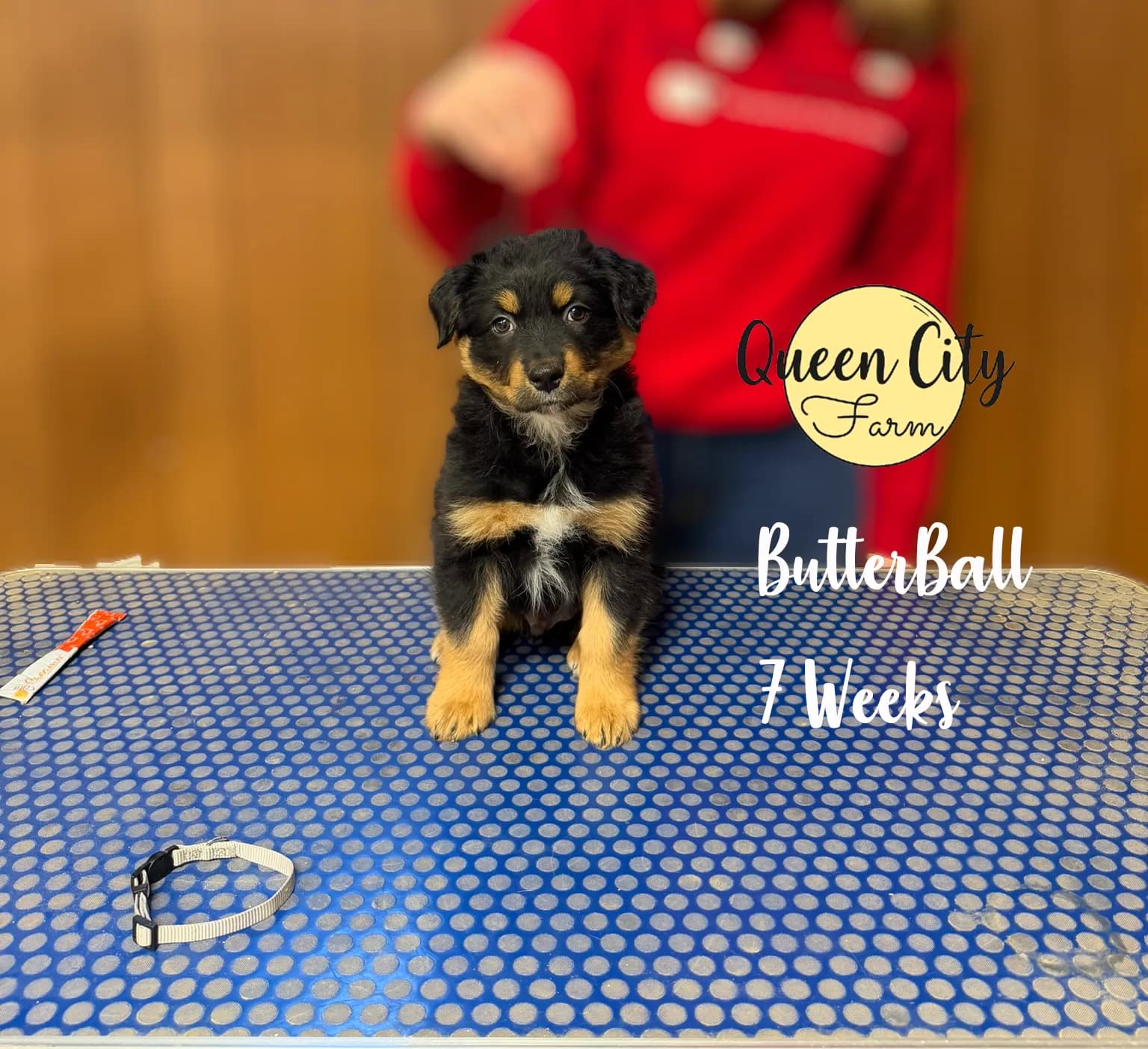 Butterball photo 8