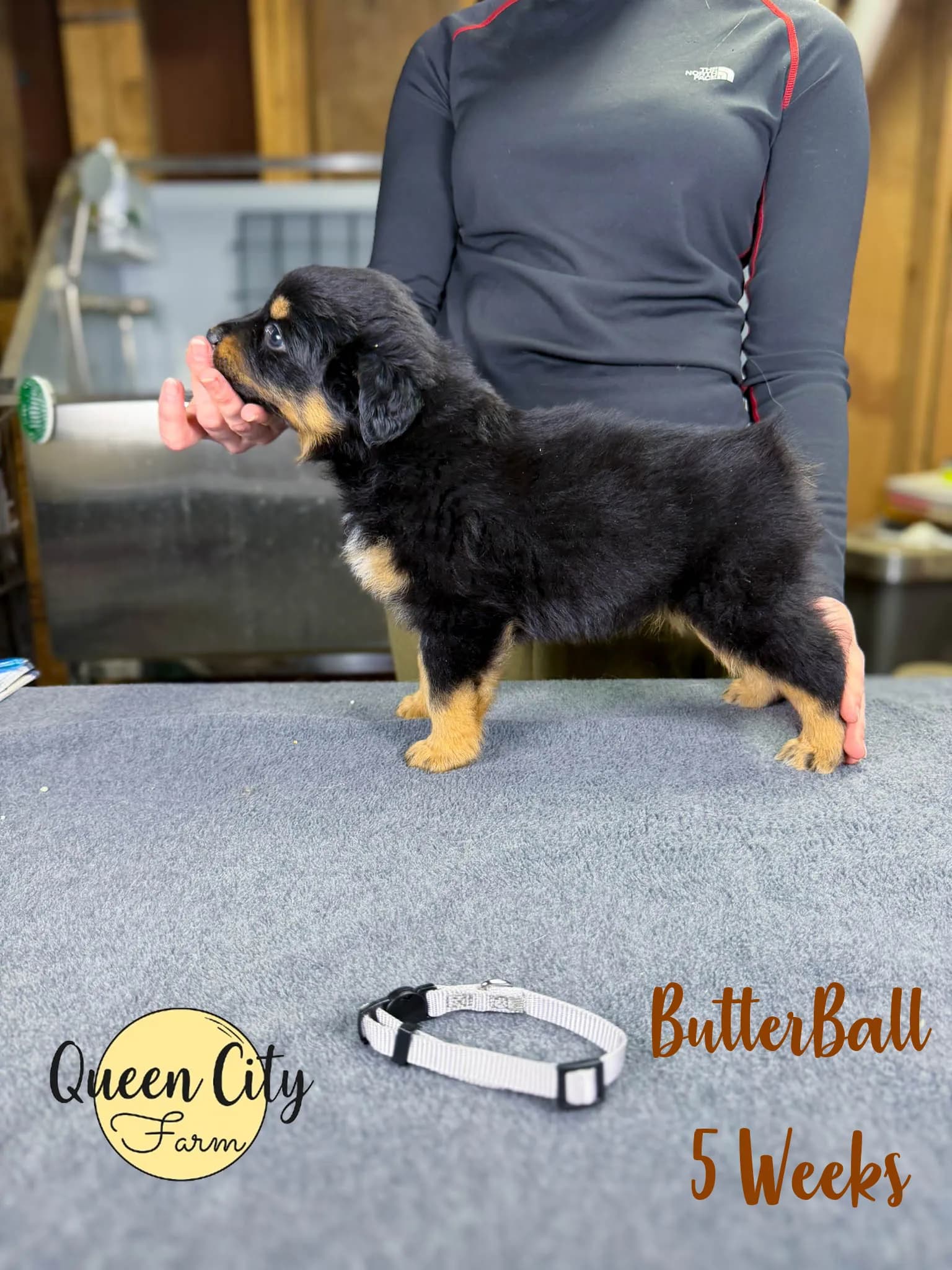 Butterball photo 6