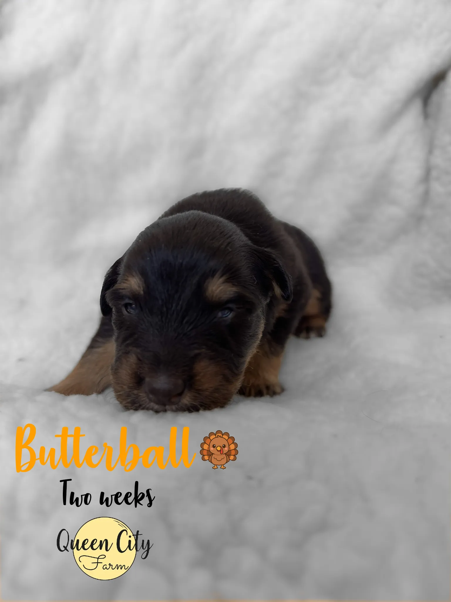 Butterball photo 3