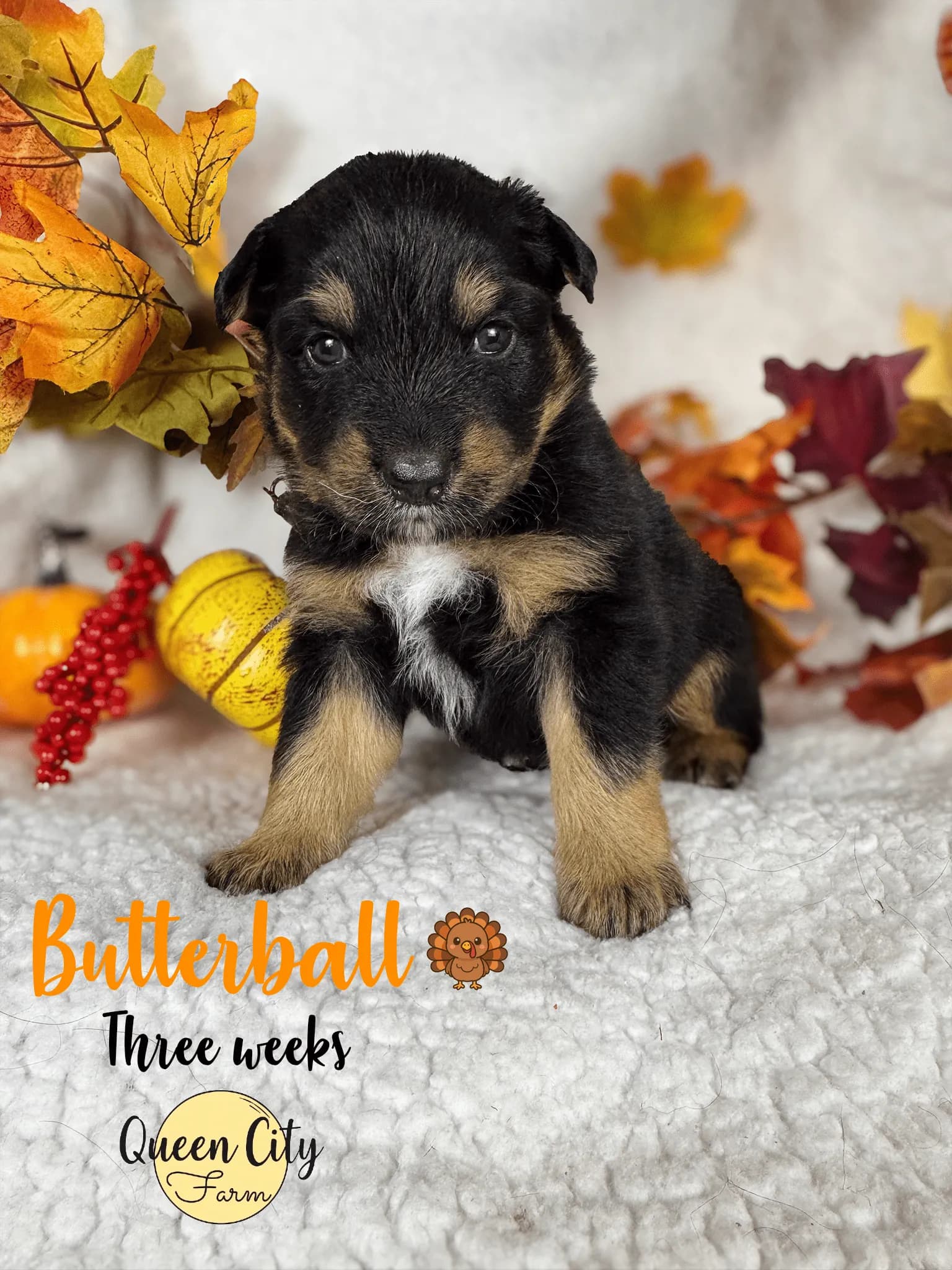 Butterball photo 4