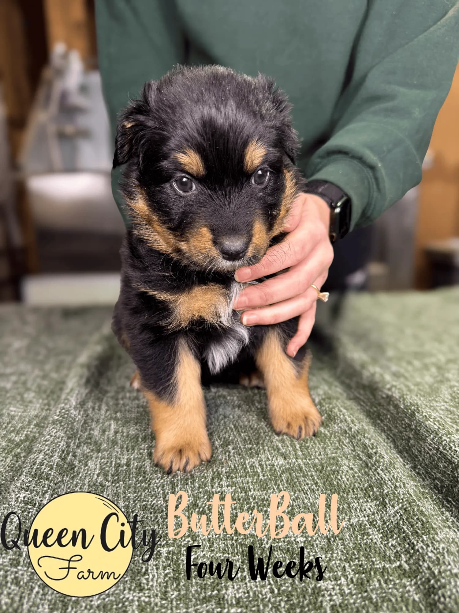 Butterball photo 5