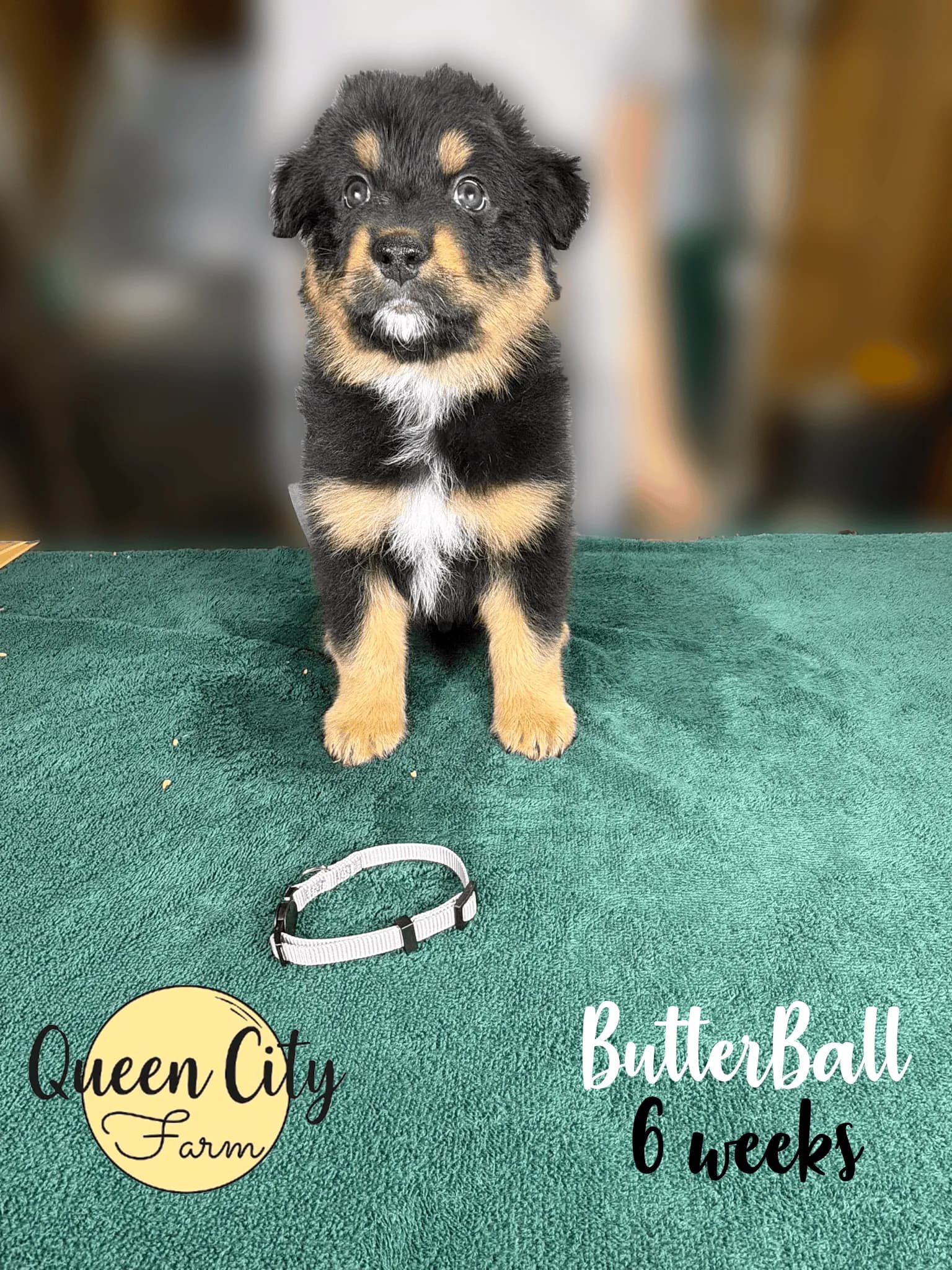 Butterball photo 7
