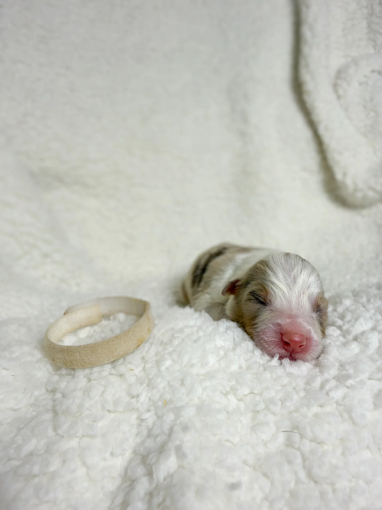 Cosmo — Red Merle male Australian Shepherd puppy from Queen City Farm's May Flowers (Aubrey × Lyra) litter (Aubrey × Lyra)