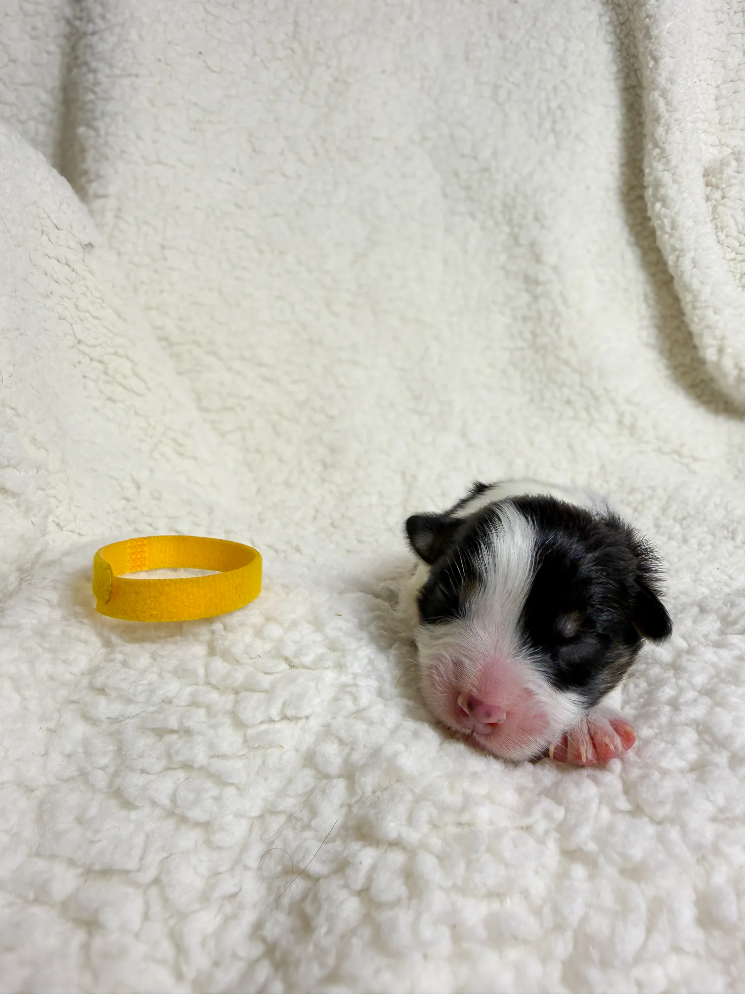 Dandelion — Black Tri female Australian Shepherd puppy from Queen City Farm's May Flowers (Aubrey × Lyra) litter (Aubrey × Lyra)