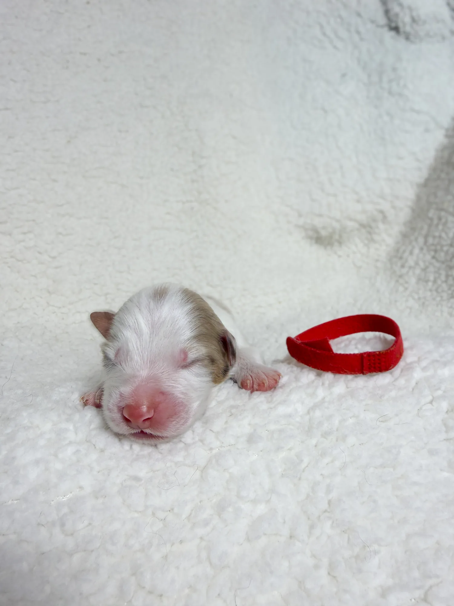 Foxglove — Red Merle male Australian Shepherd puppy from Queen City Farm's May Flowers (Aubrey × Lyra) litter (Aubrey × Lyra)
