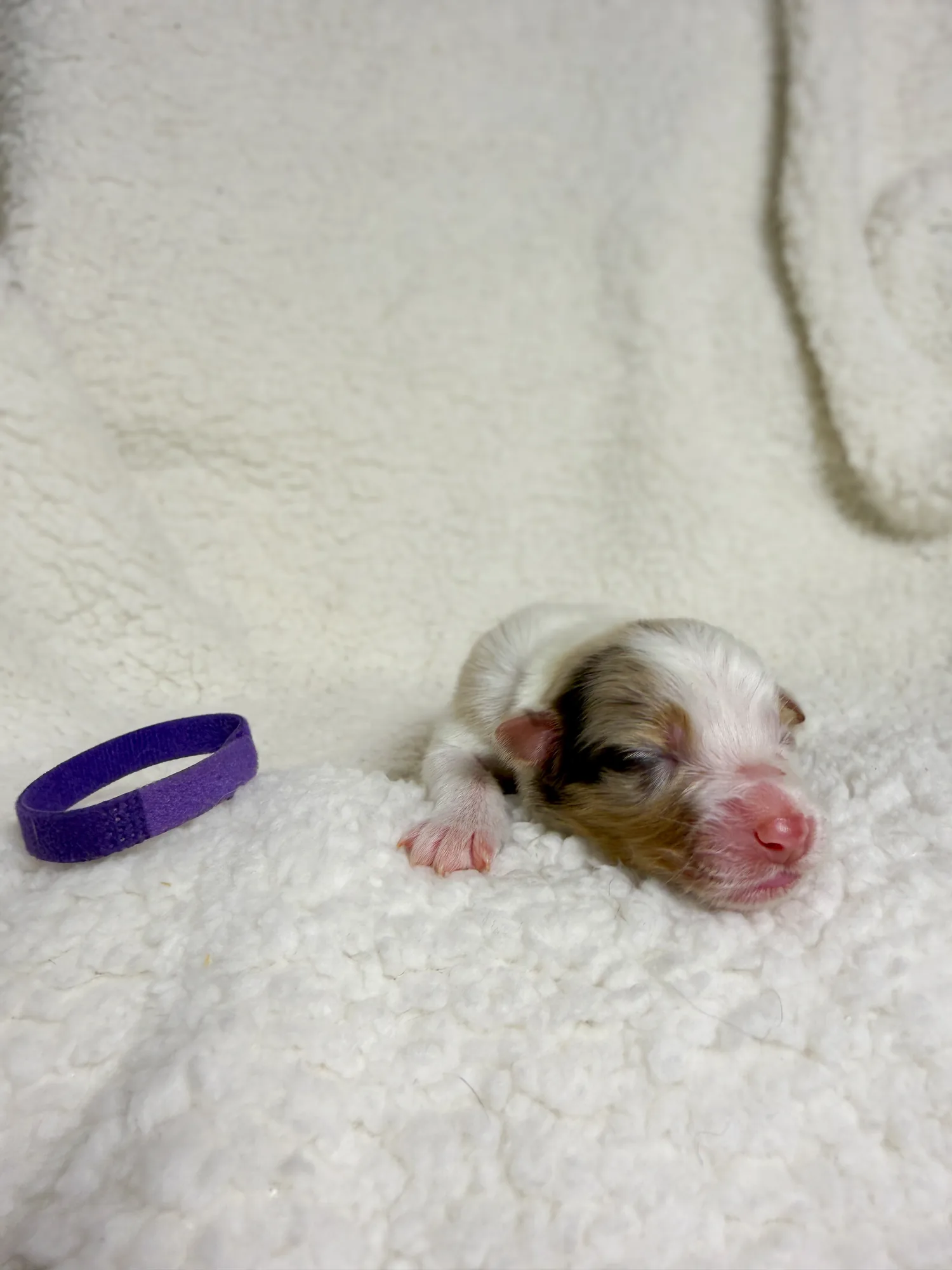 Iris — Red Merle female Australian Shepherd puppy from Queen City Farm's May Flowers (Aubrey × Lyra) litter (Aubrey × Lyra)