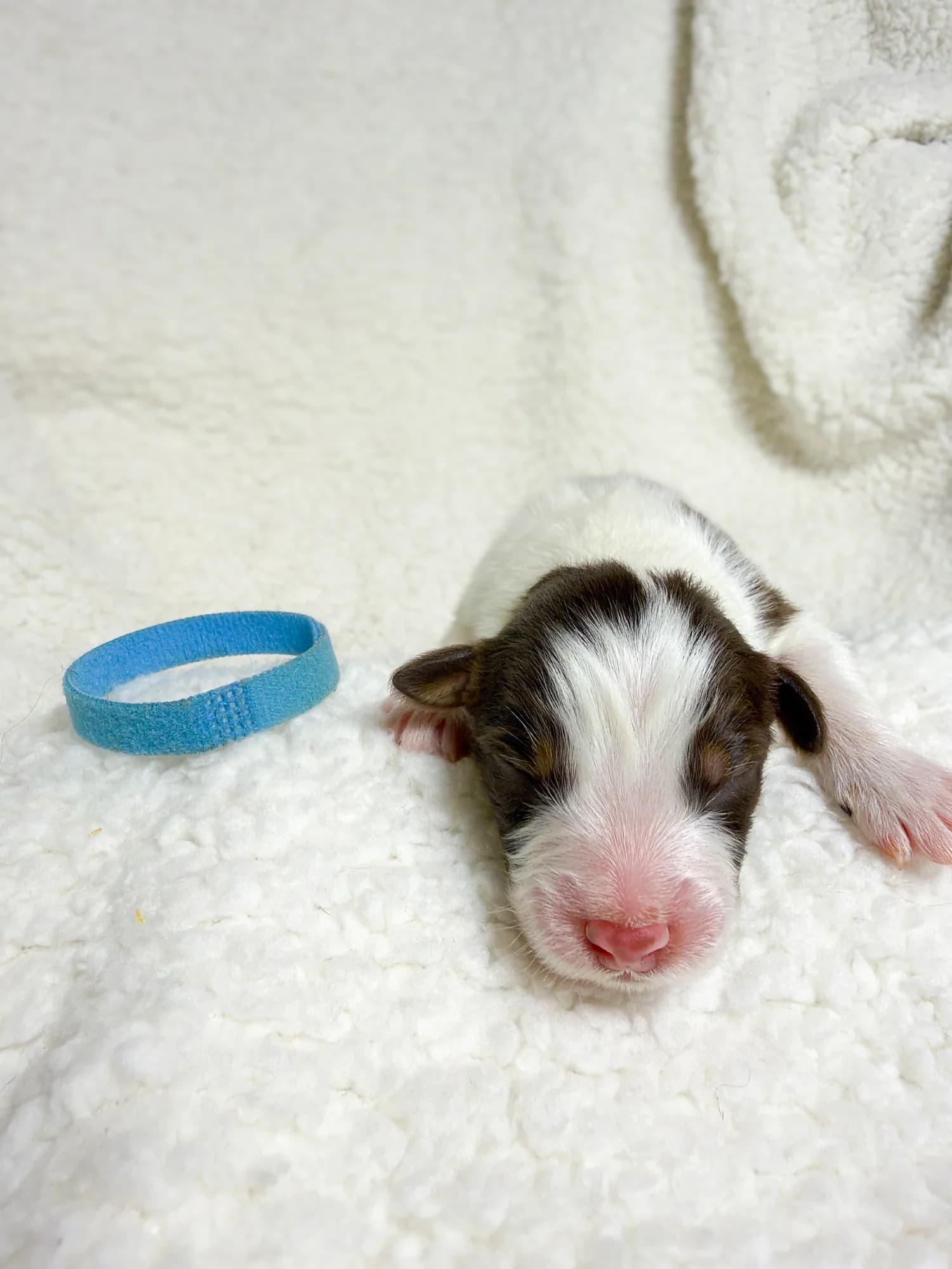 Larkspur — Red Tri male Australian Shepherd puppy from Queen City Farm's May Flowers (Aubrey × Lyra) litter (Aubrey × Lyra)