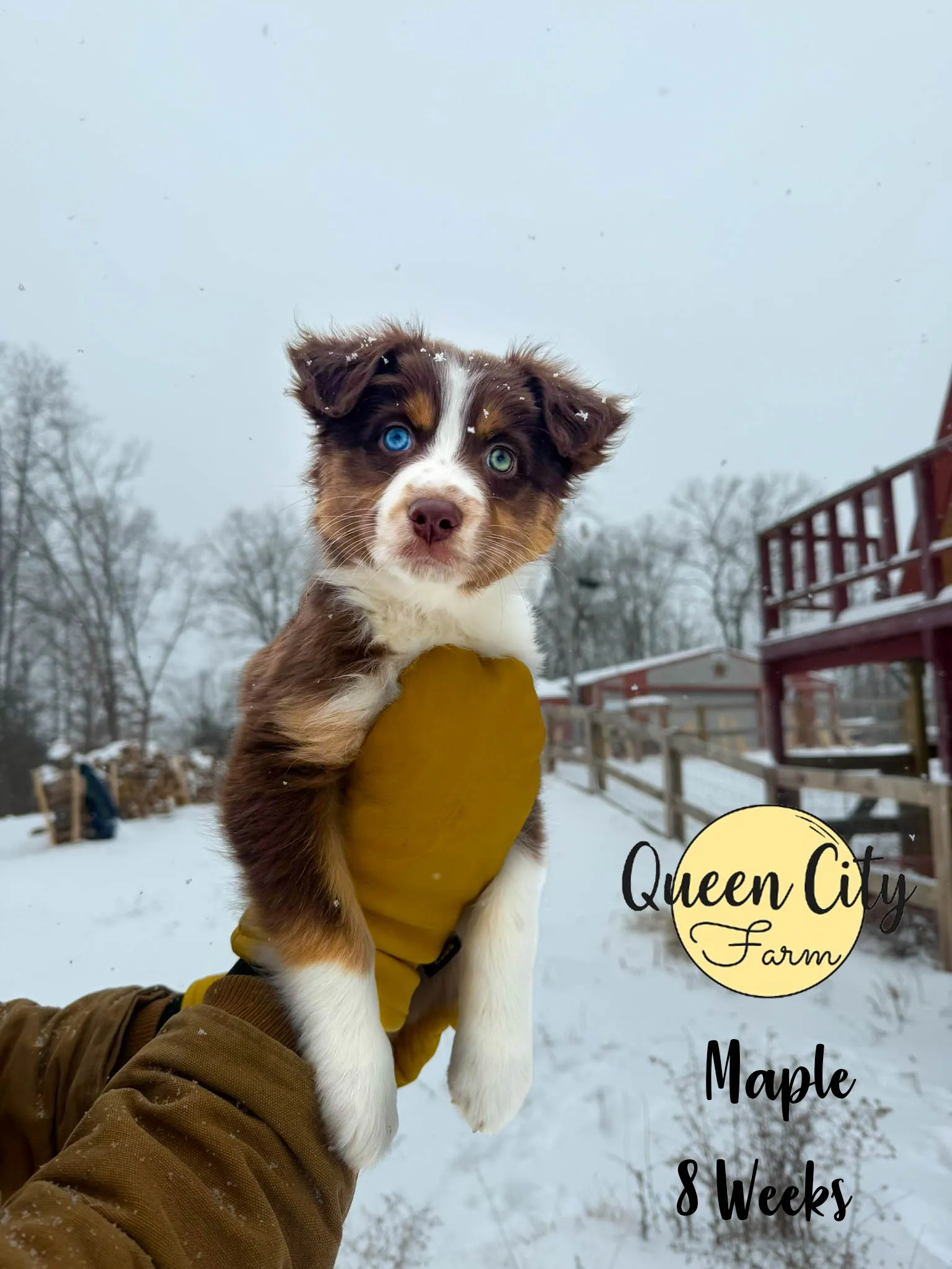 Maple