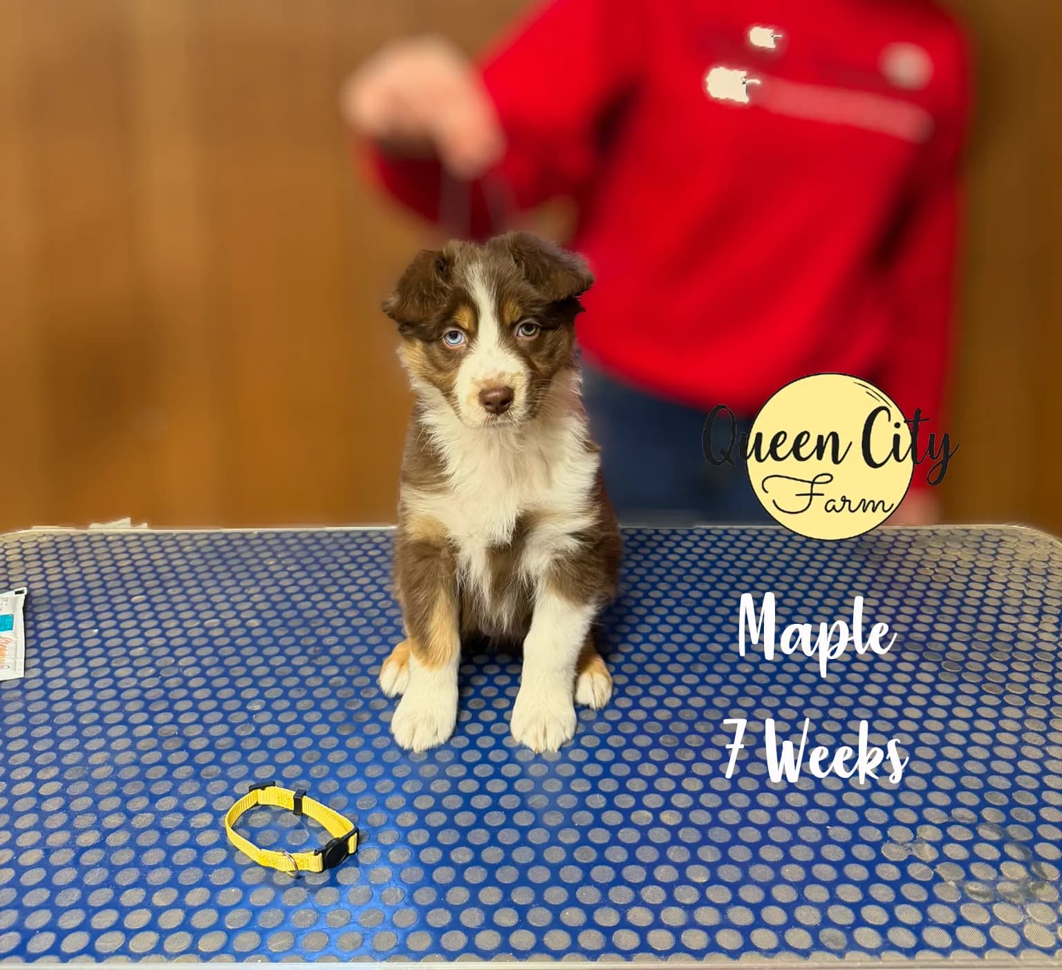 Maple photo 8