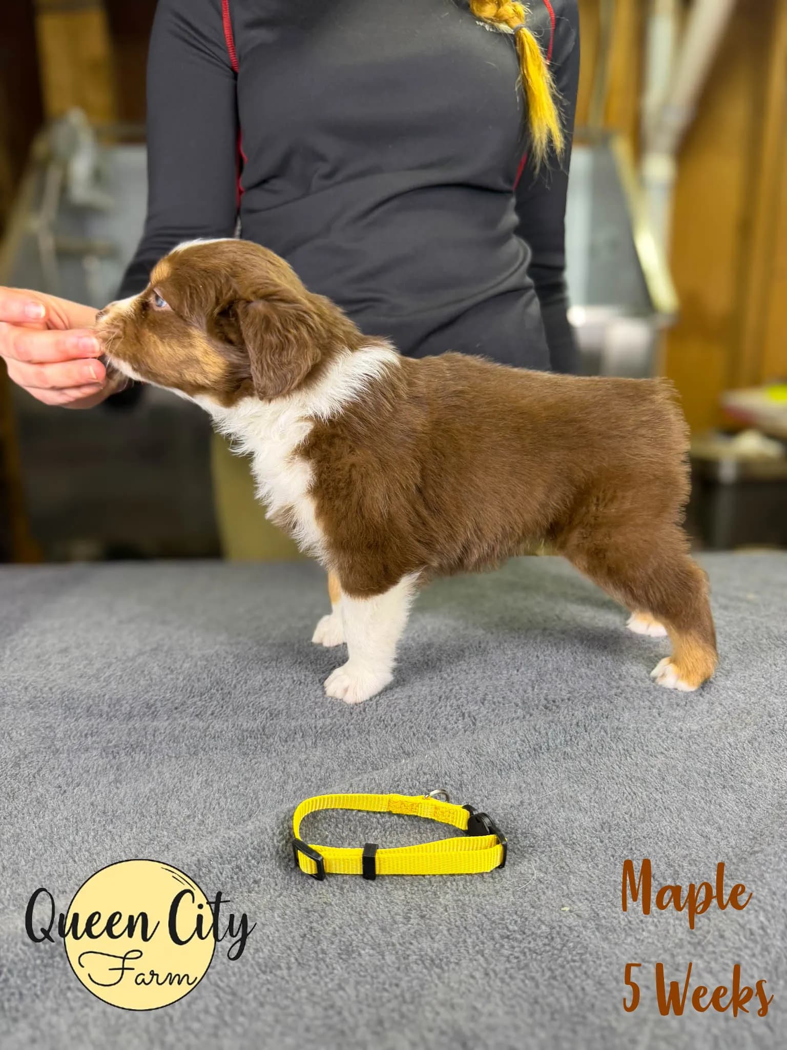 Maple photo 6