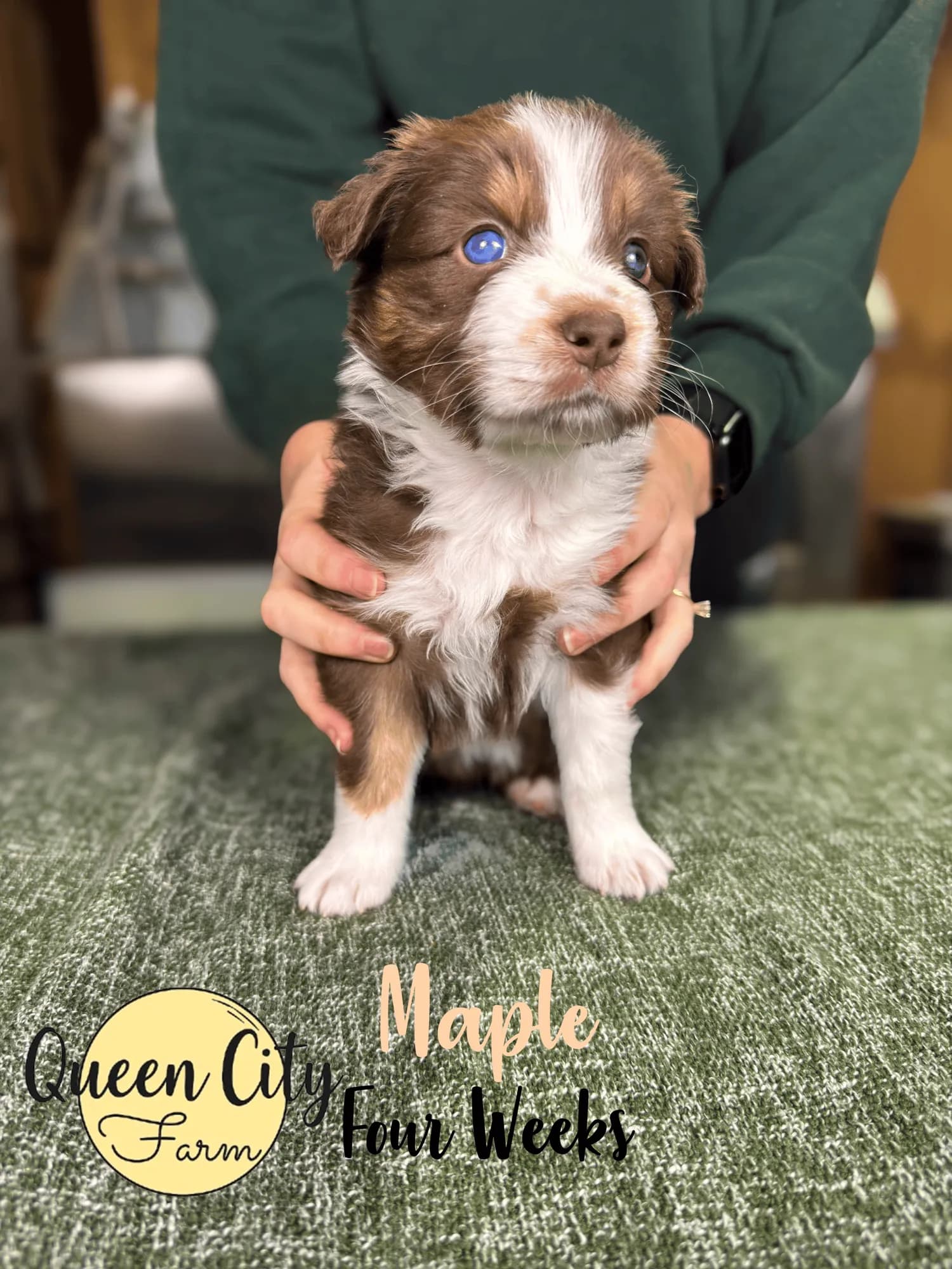 Maple photo 5