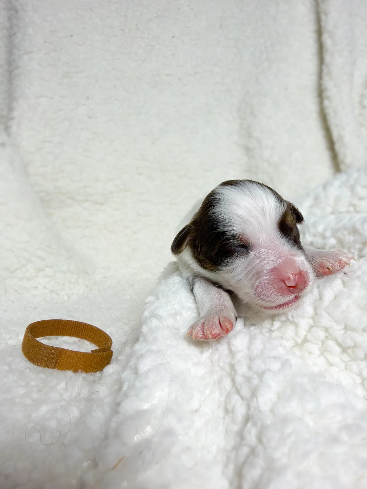 Primrose — Red Tri female Australian Shepherd puppy from Queen City Farm's May Flowers (Aubrey × Lyra) litter (Aubrey × Lyra)