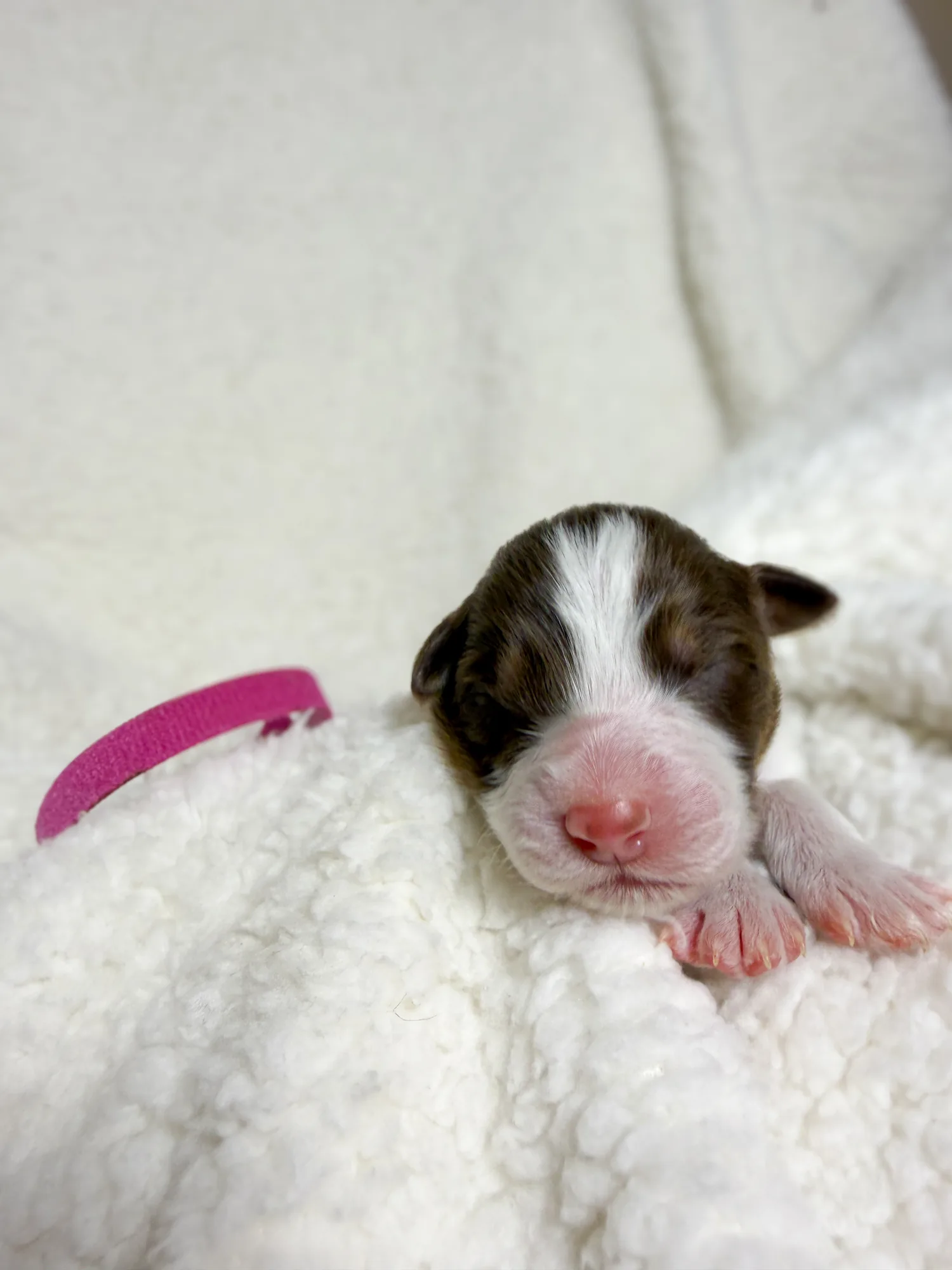 Rose — Red Tri female Australian Shepherd puppy from Queen City Farm's May Flowers (Aubrey × Lyra) litter (Aubrey × Lyra)