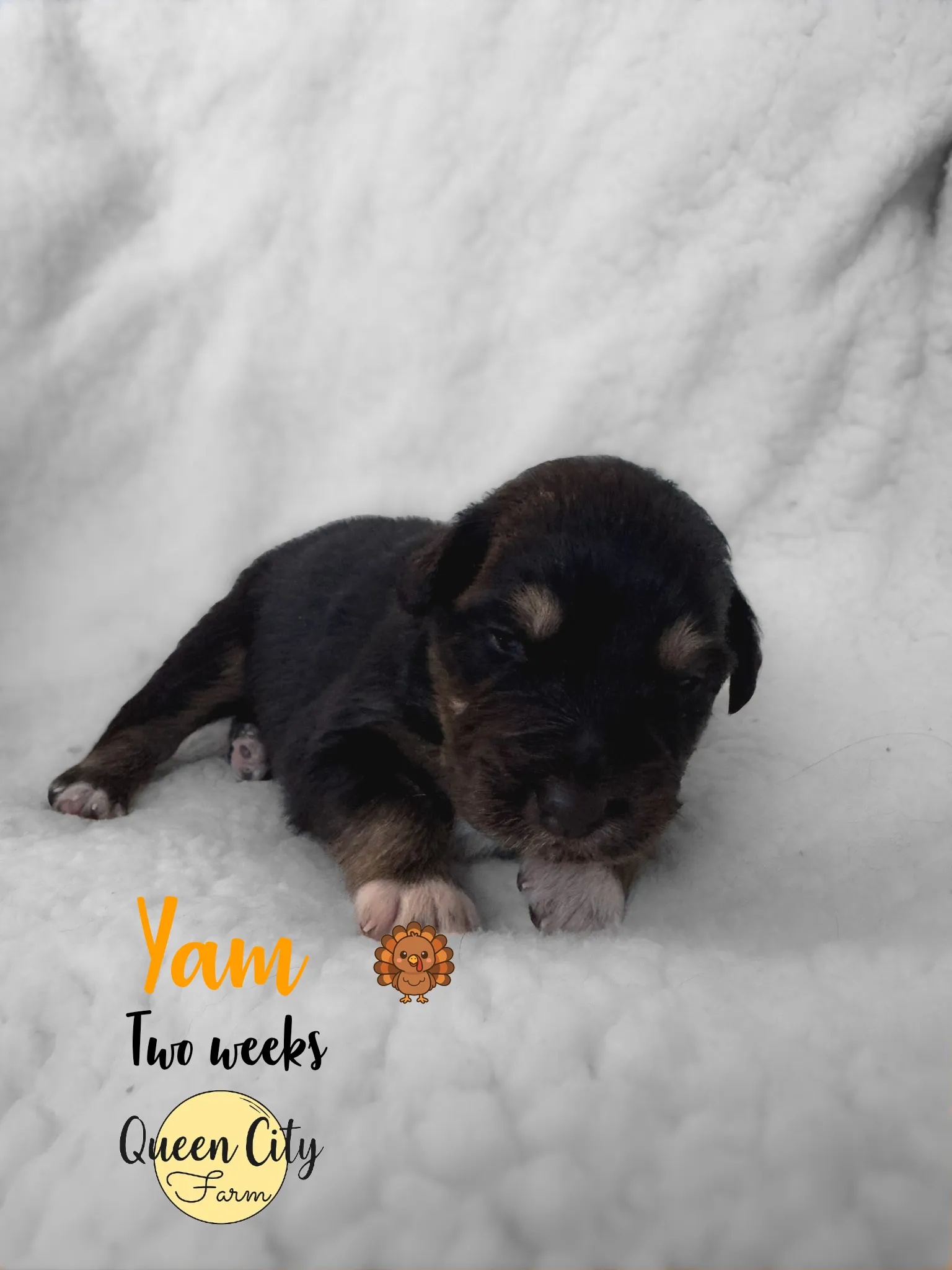 Yam photo 3