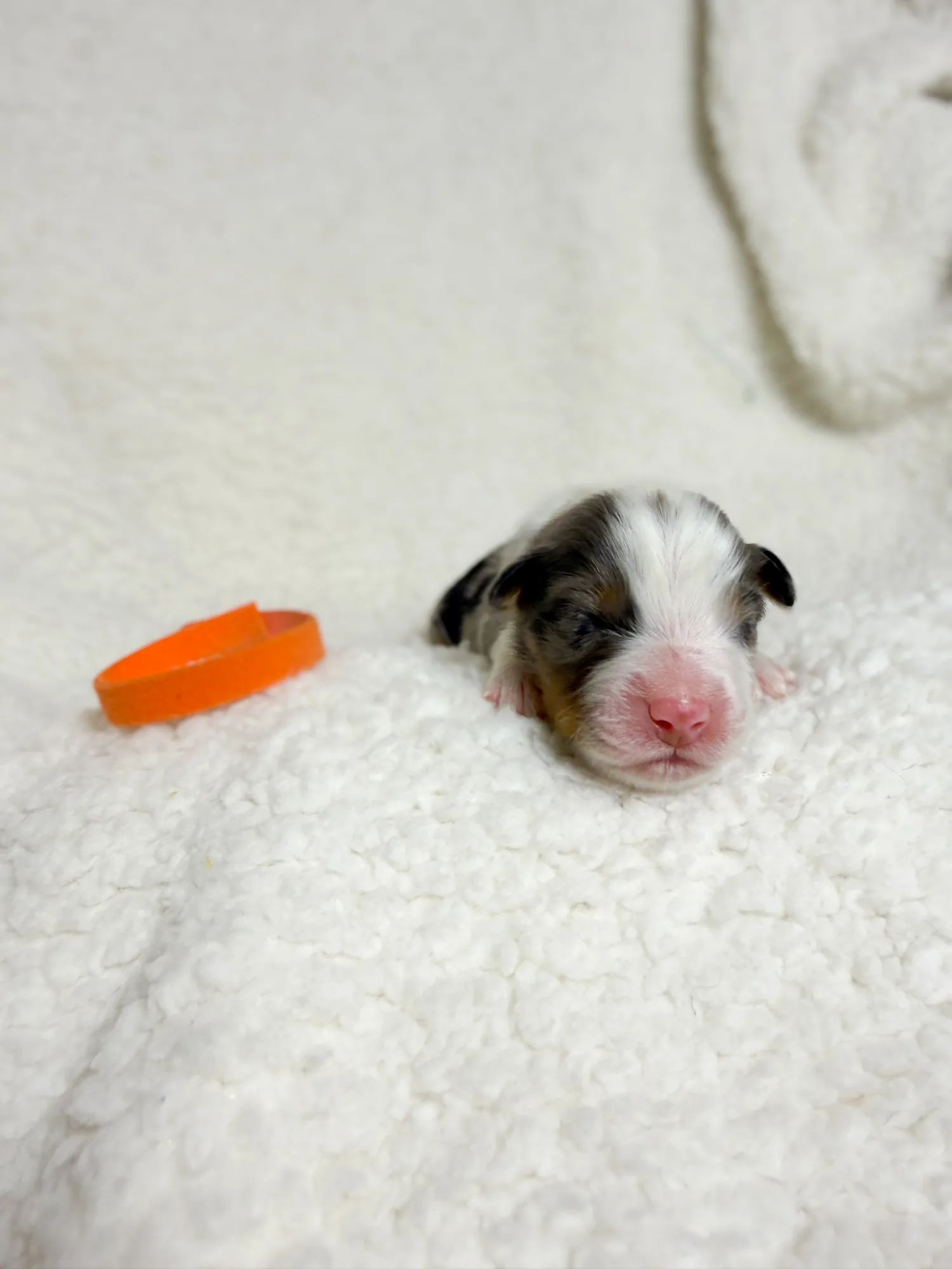 Yarrow — Blue Merle male Australian Shepherd puppy from Queen City Farm's May Flowers (Aubrey × Lyra) litter (Aubrey × Lyra)