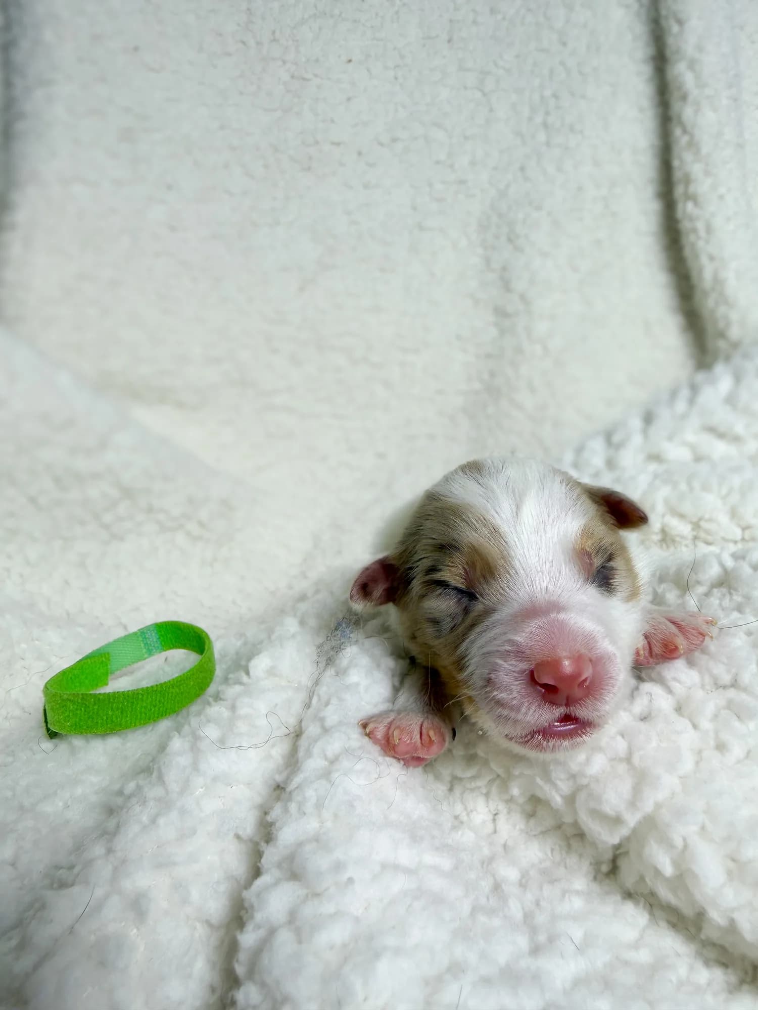 Zinnia — Red Merle female Australian Shepherd puppy from Queen City Farm's May Flowers (Aubrey × Lyra) litter (Aubrey × Lyra)