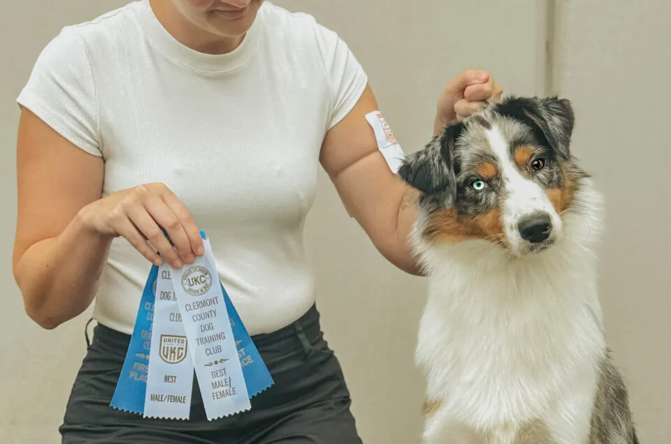 Handler holding UKC award ribbons with Australian Shepherd at a conformation show