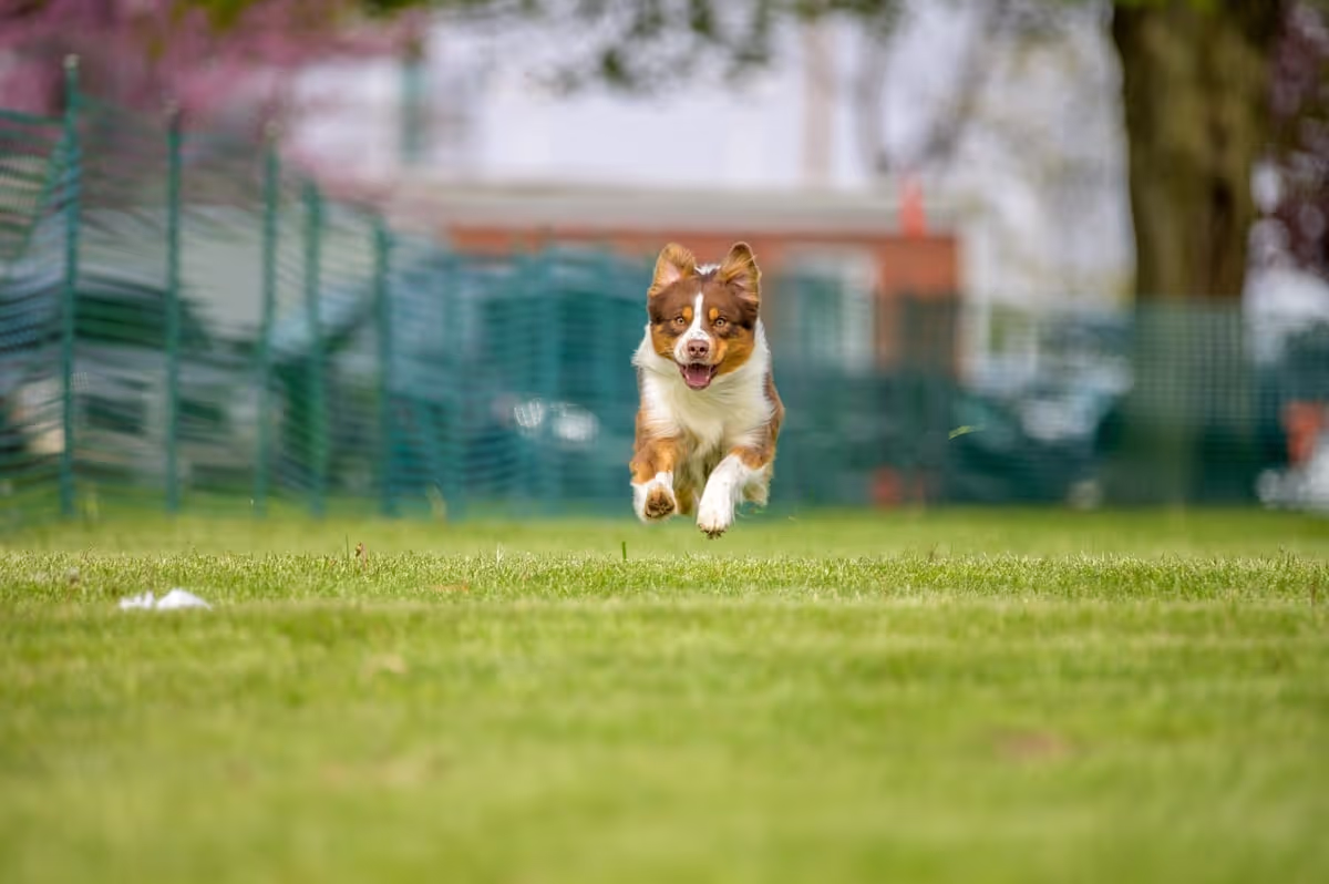 Red tri Australian Shepherd puppy from Queen City Farm during outdoor socialization