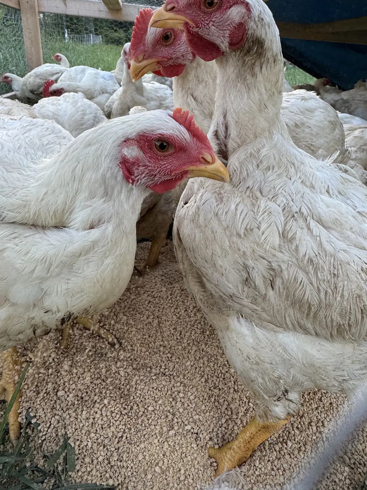Pastured Chicken from Queen City Farm
