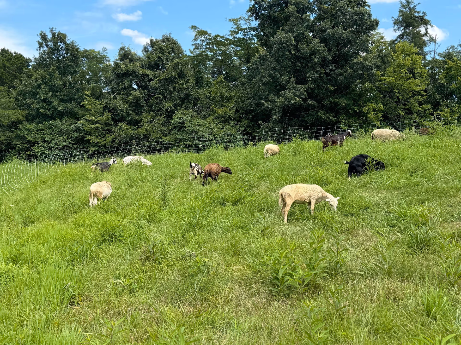 Queen City Farm pasture in Falmouth, Kentucky