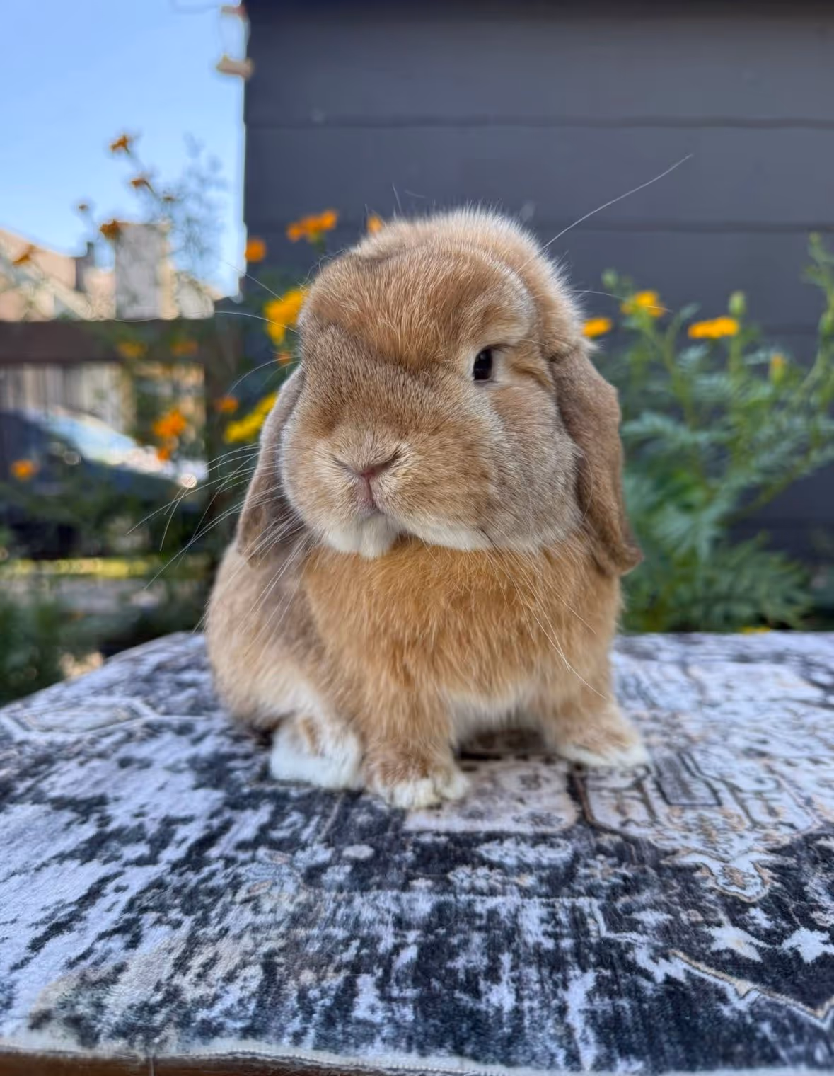 Holland Lops