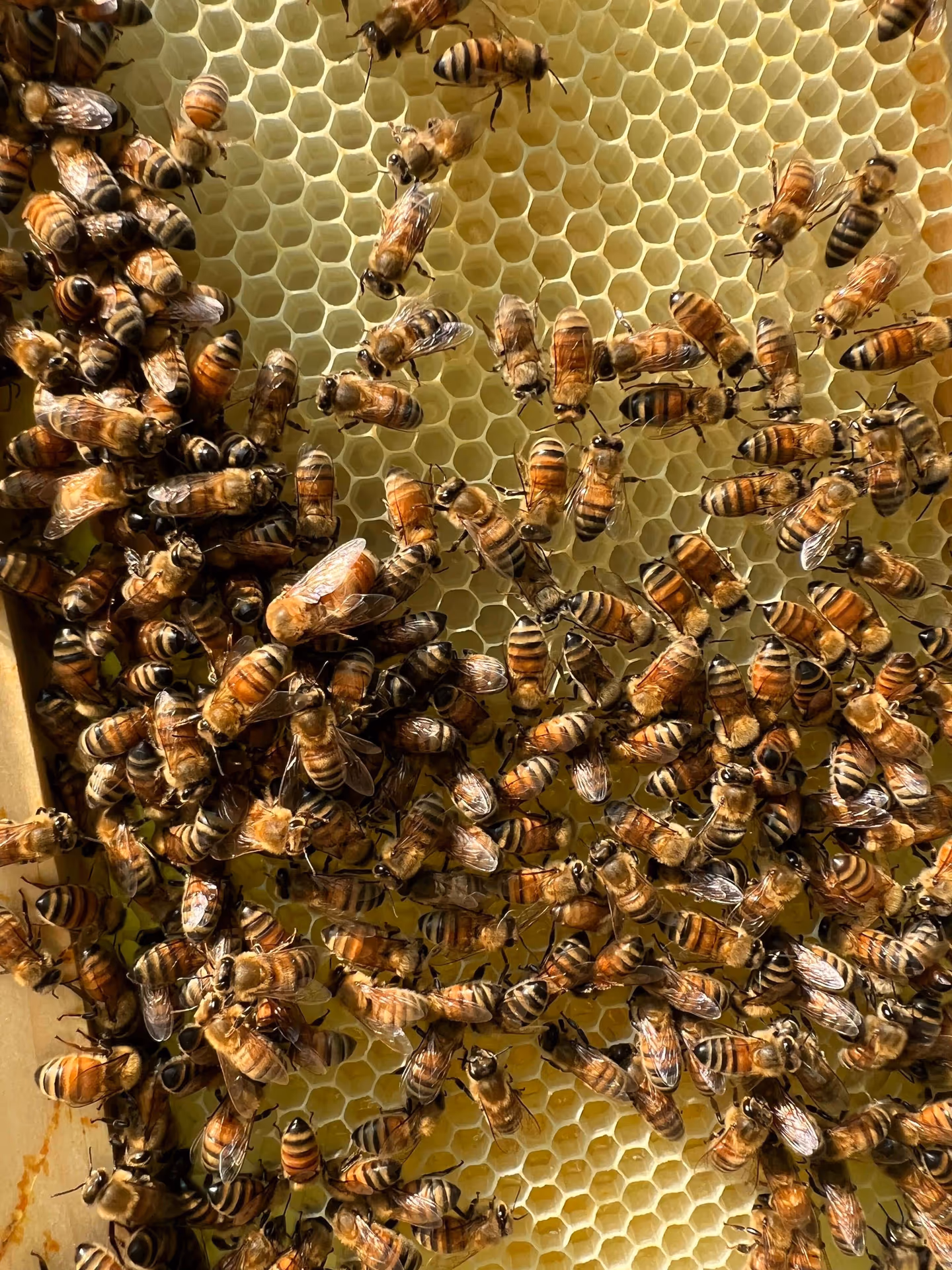 Honeybees
