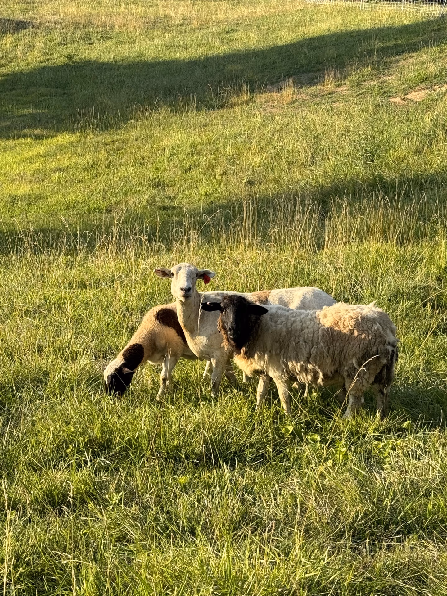 Pasture-raised lamb at Queen City Farm