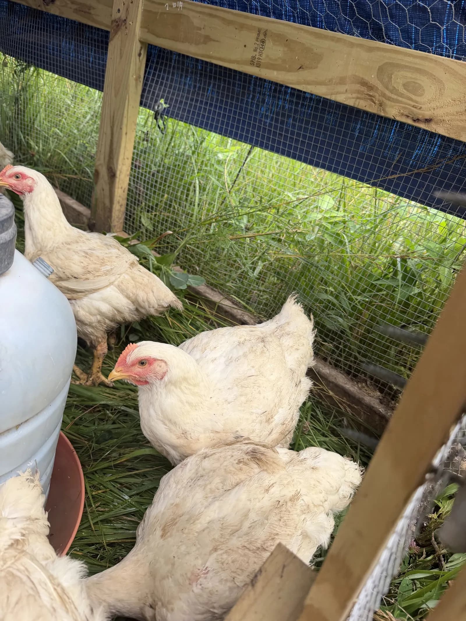 Mobile pasture shelters on fresh grass at Queen City Farm